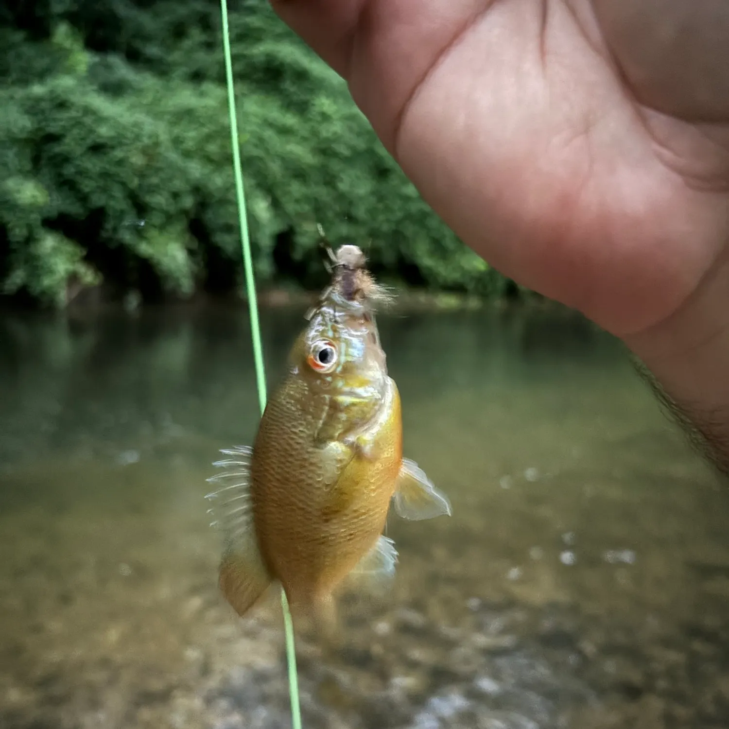 Redbreast sunfish caught on Fishbrain