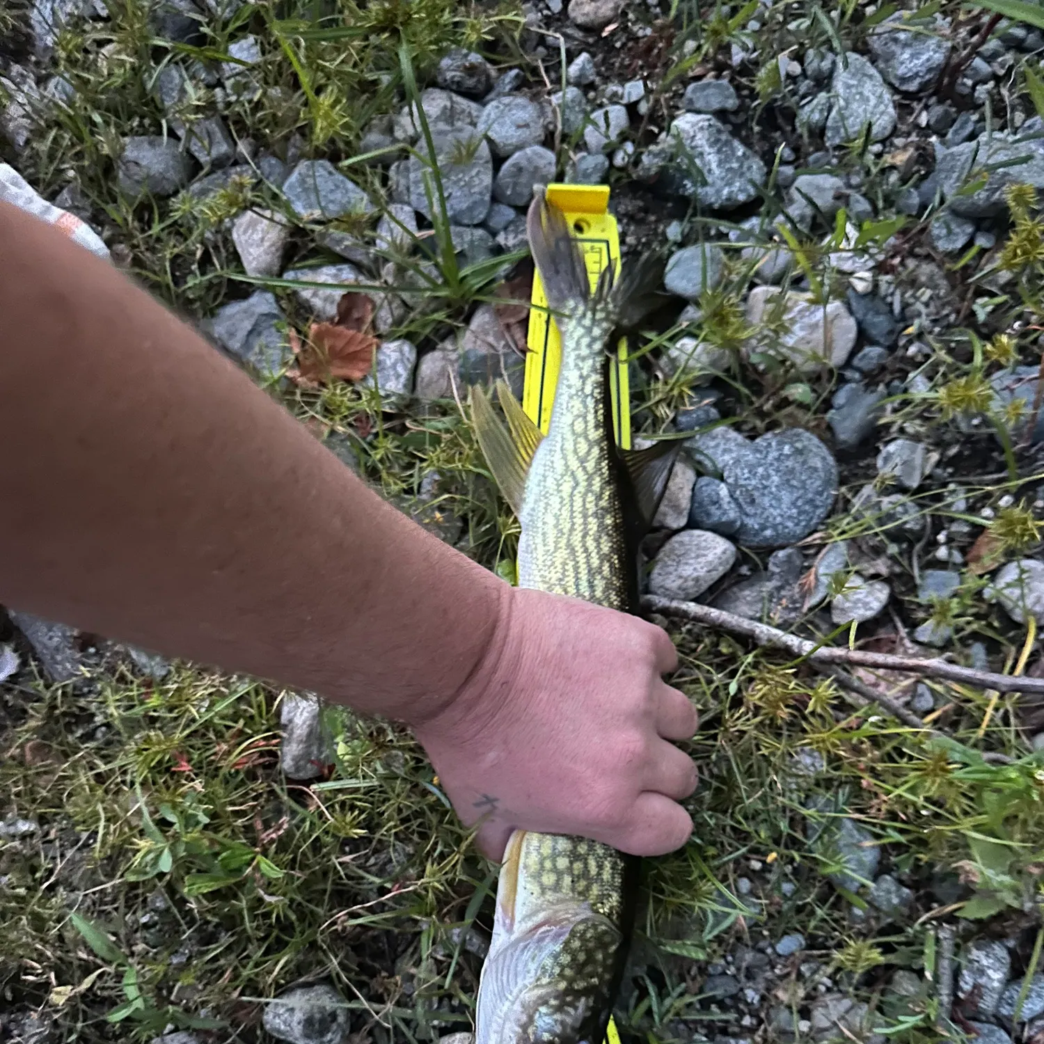 Chain pickerel caught on Fishbrain