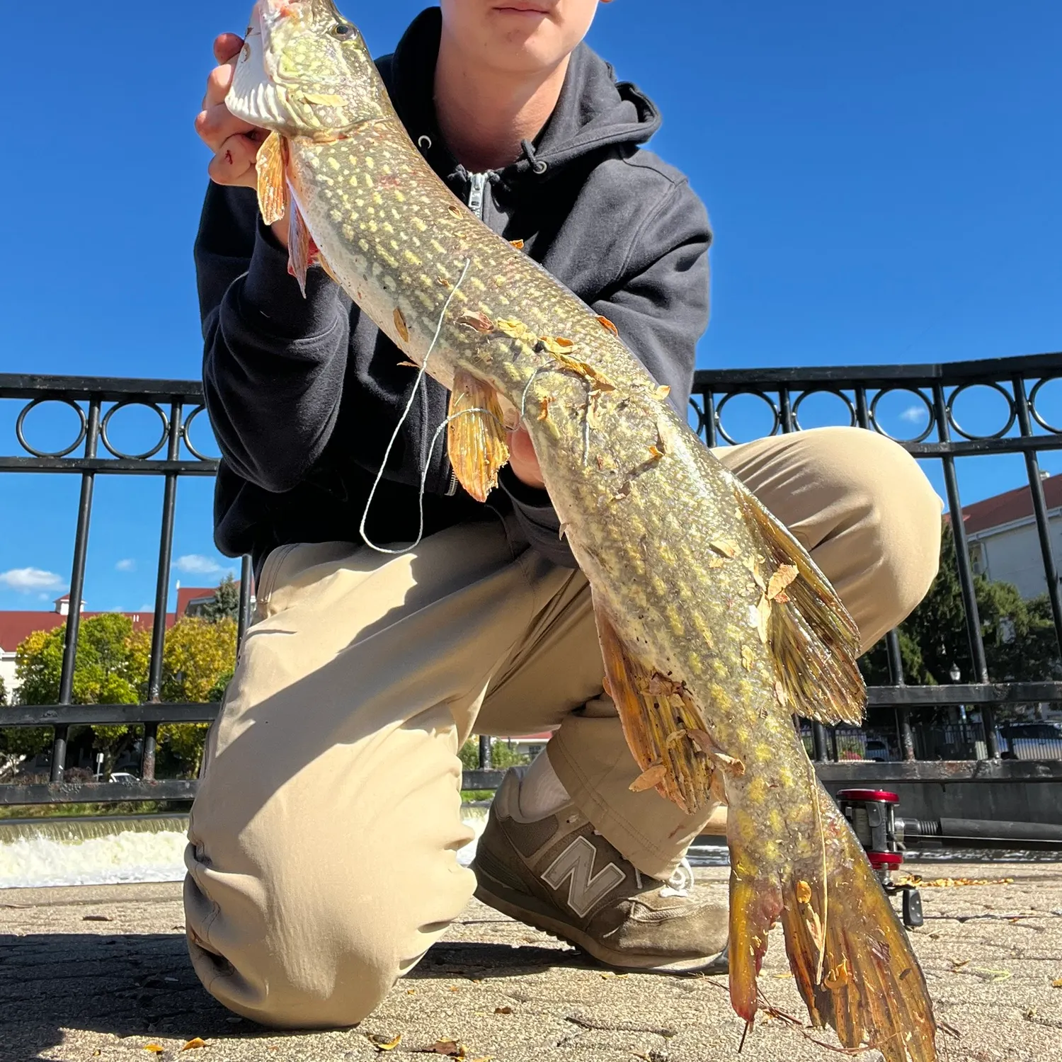 Northern pike caught on Fishbrain