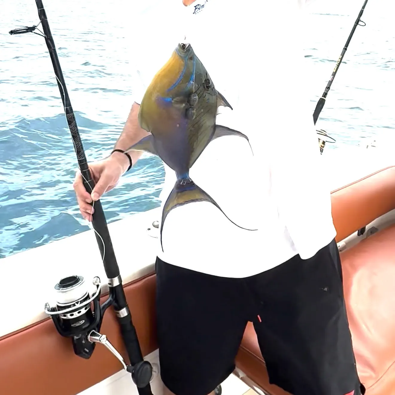 The most recent Queen triggerfish catches on Fishbrain
