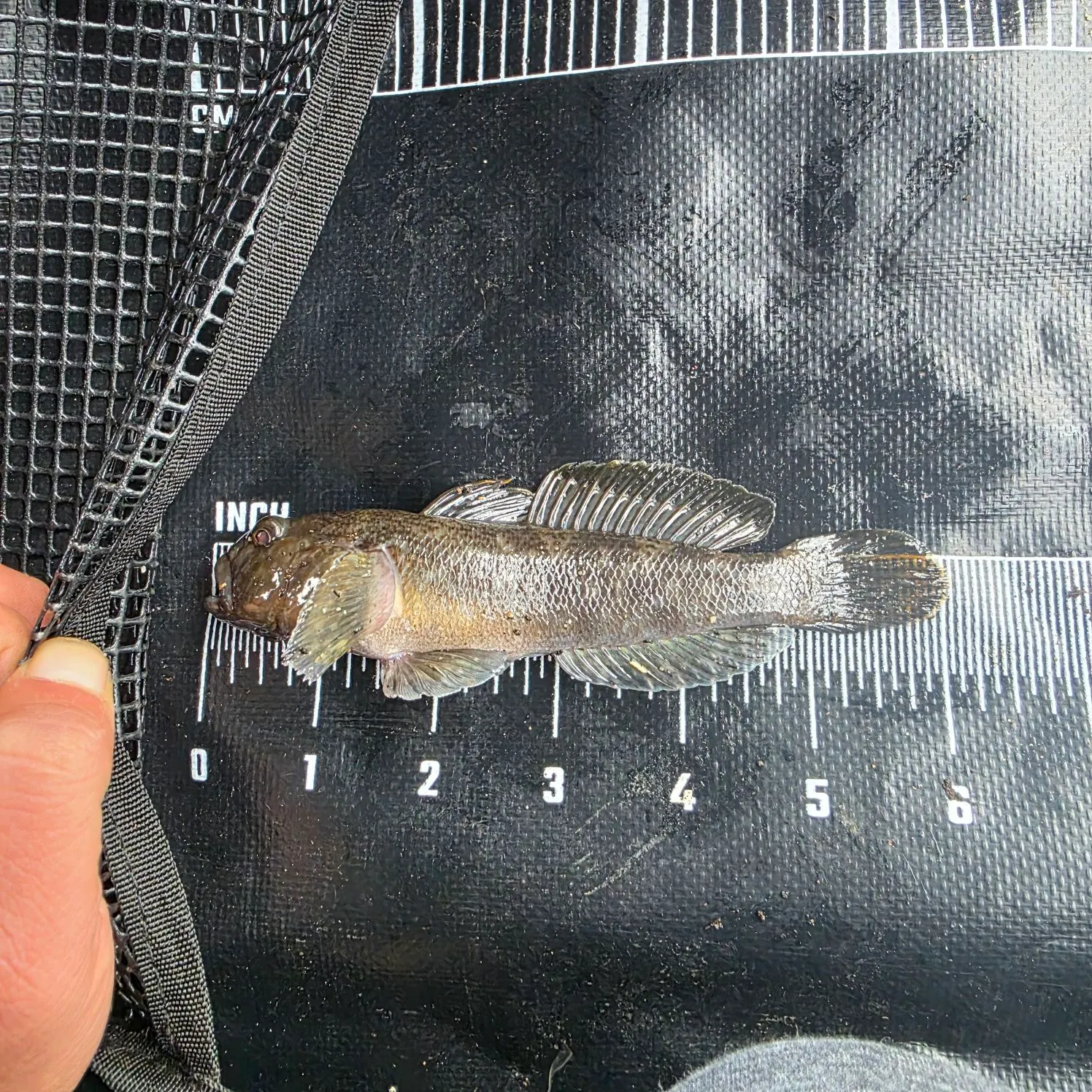 Round goby caught on Fishbrain