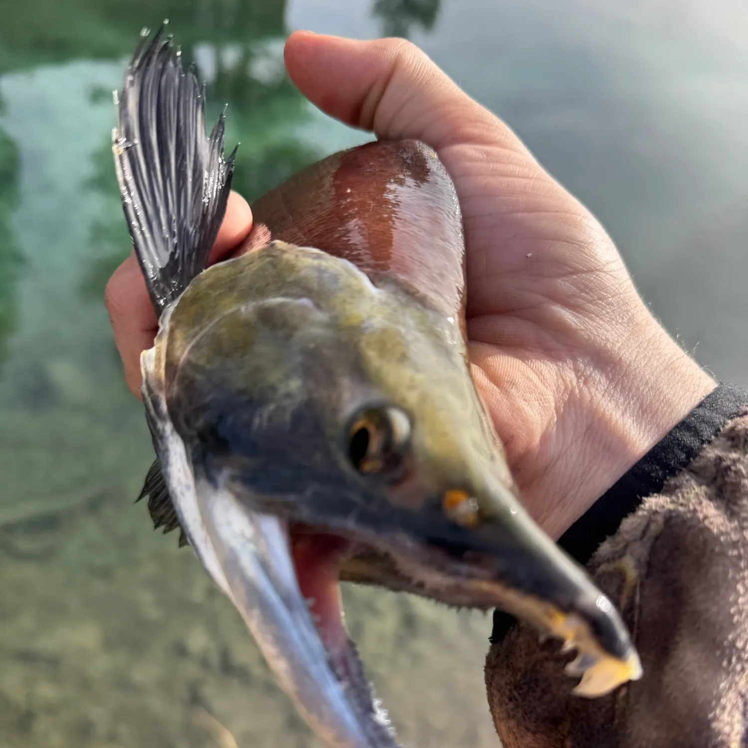 catch