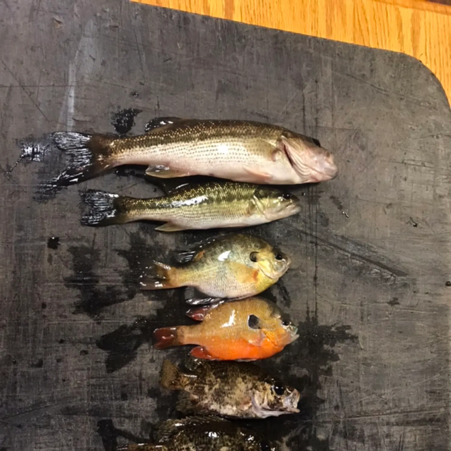 recently logged catches
