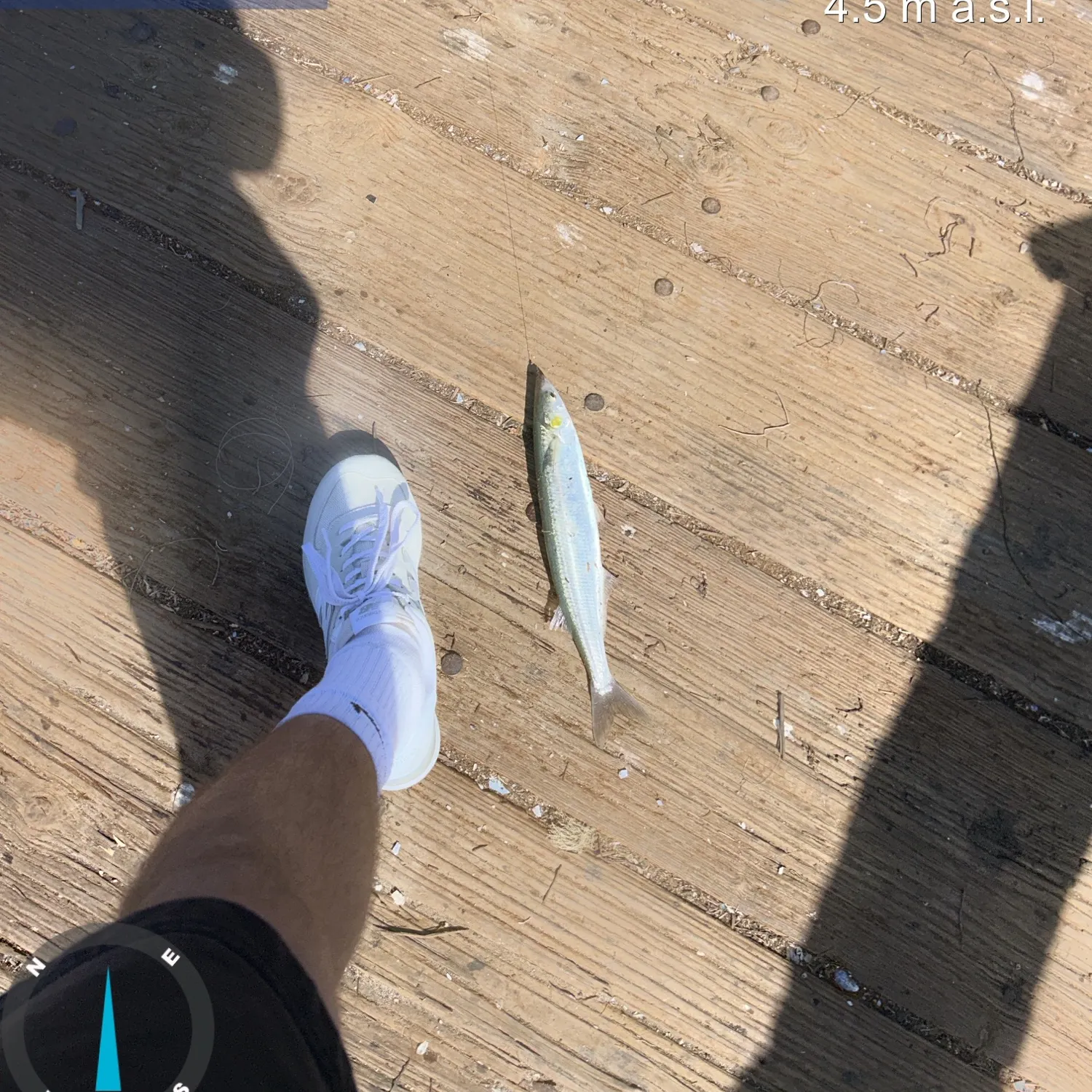 Jack smelt caught on Fishbrain