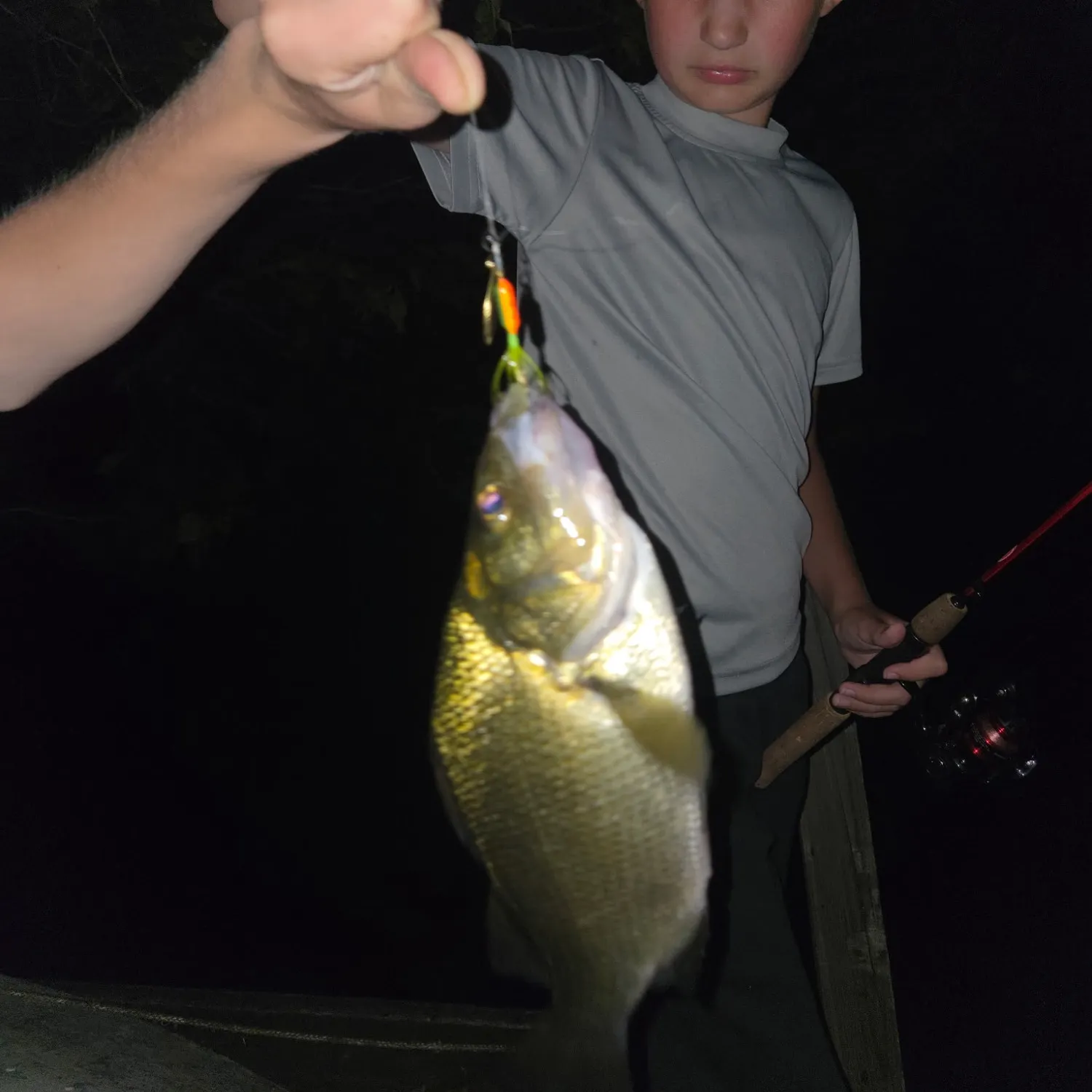 White perch caught on Fishbrain