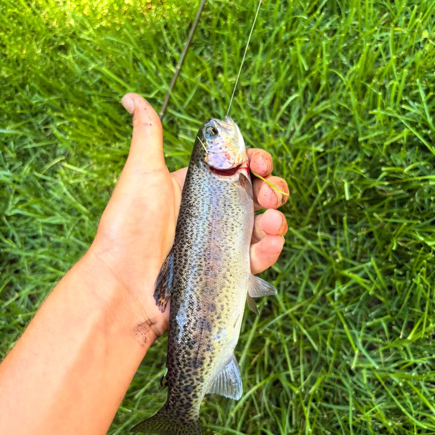 The most recent Coastal cutthroat trout catches on Fishbrain