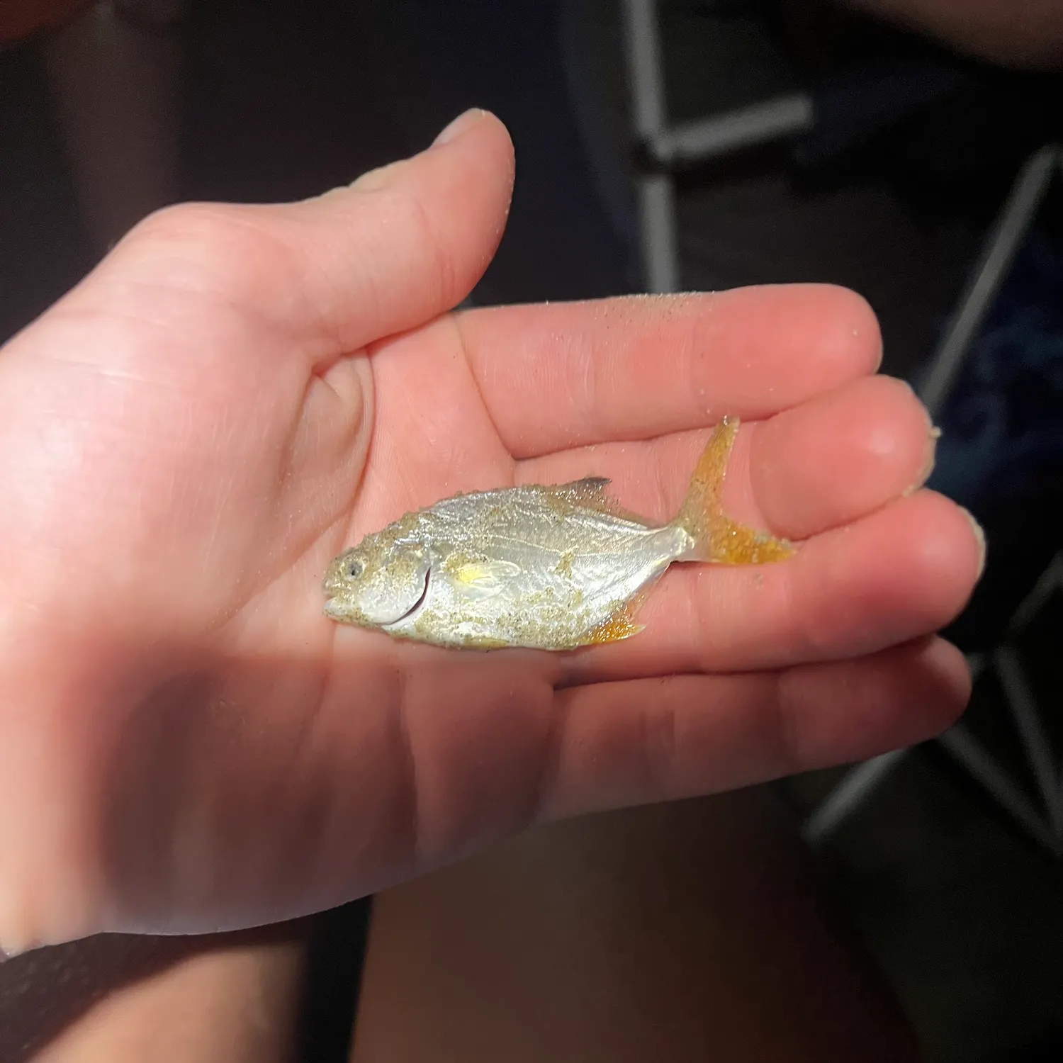The most recent American shad catches on Fishbrain