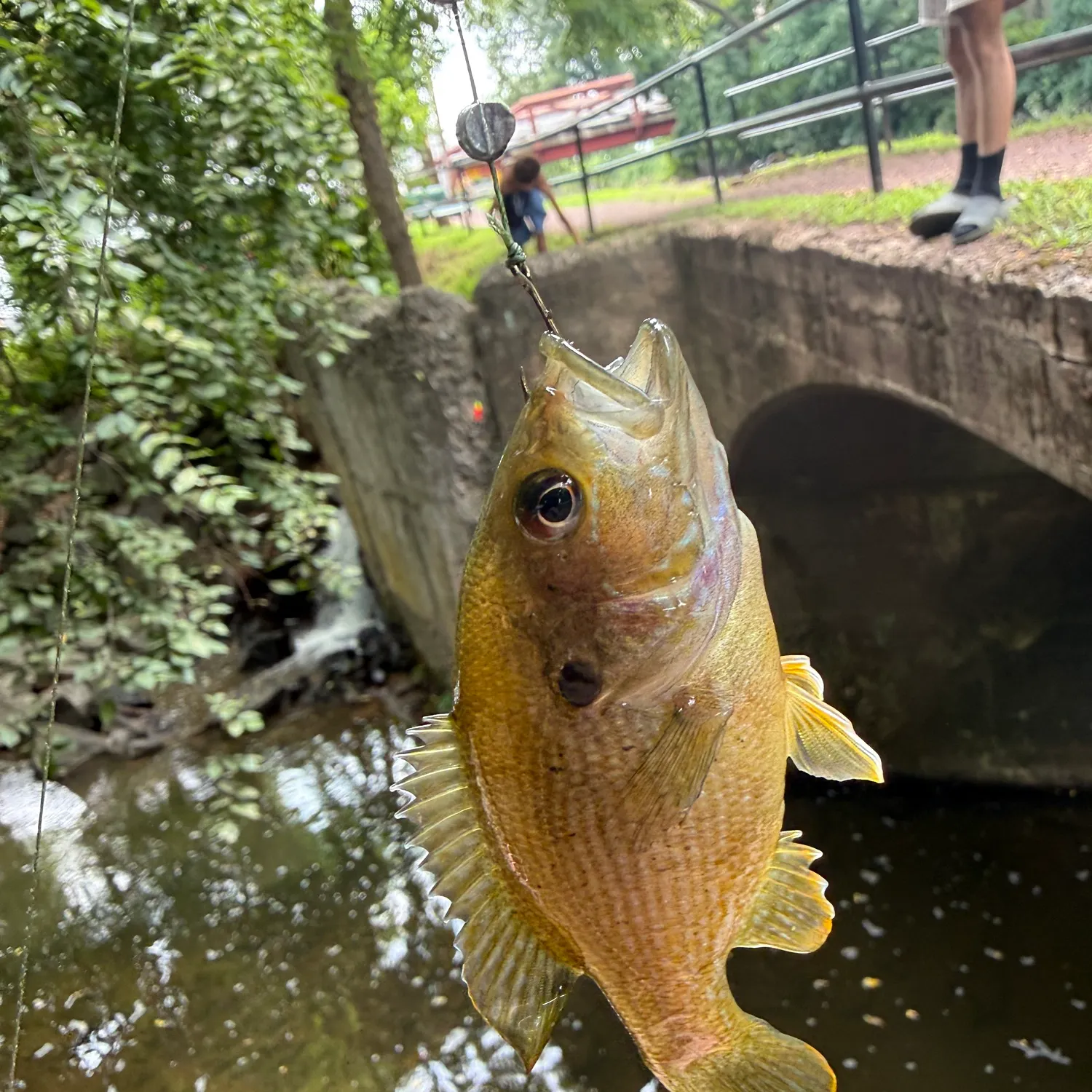 Green sunfish caught on Fishbrain