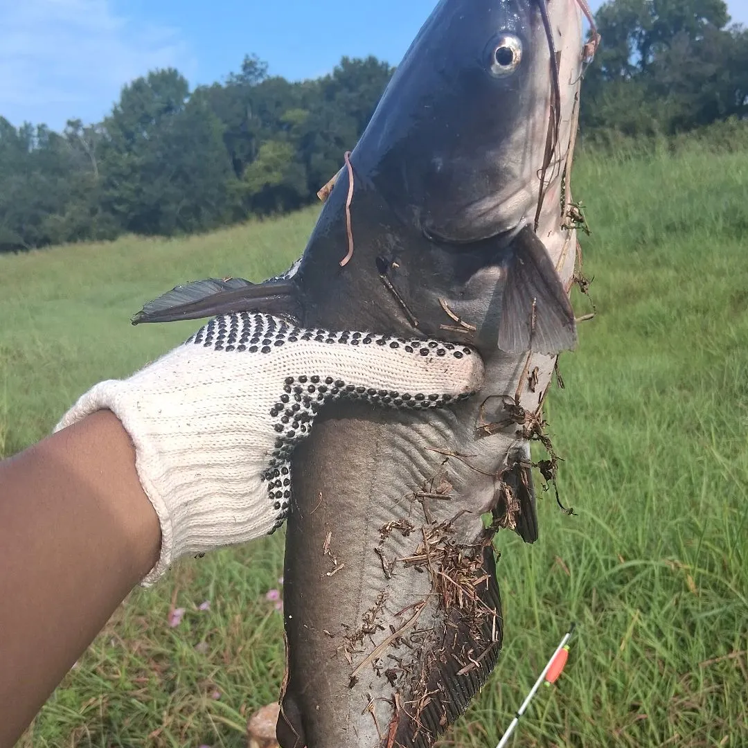 Blue catfish caught on Fishbrain