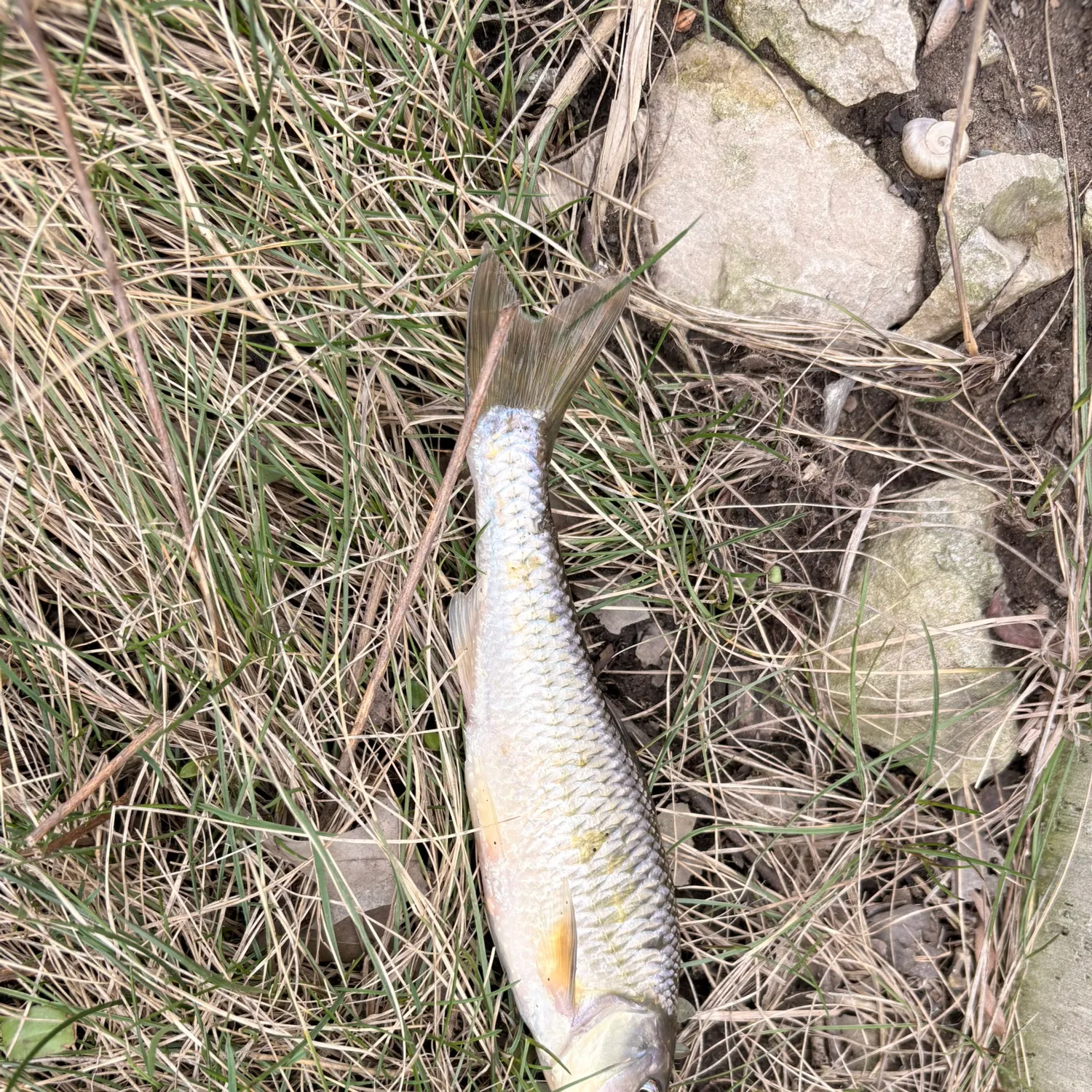 The most recent Common shiner catches on Fishbrain