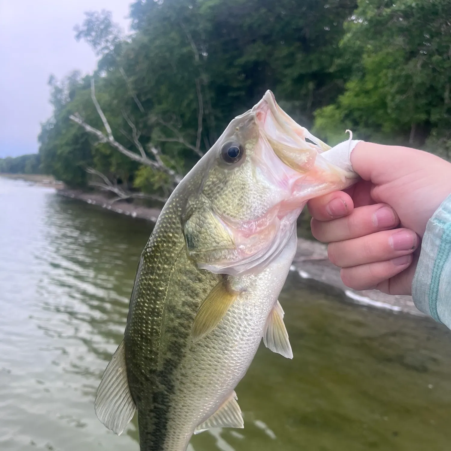 Largemouth bass caught on Fishbrain