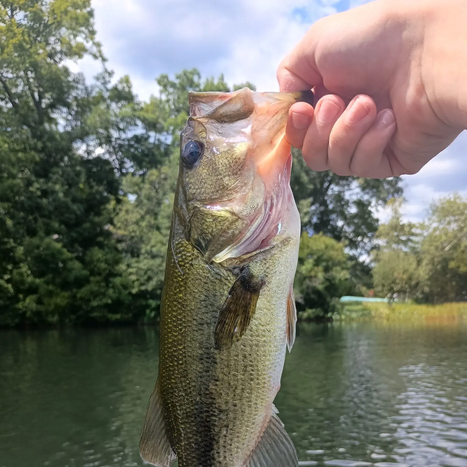 Largemouth bass caught on Fishbrain
