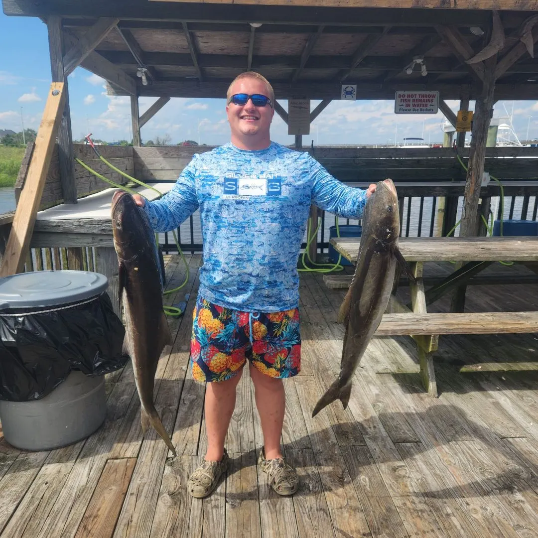 The most recent Cobia catches on Fishbrain
