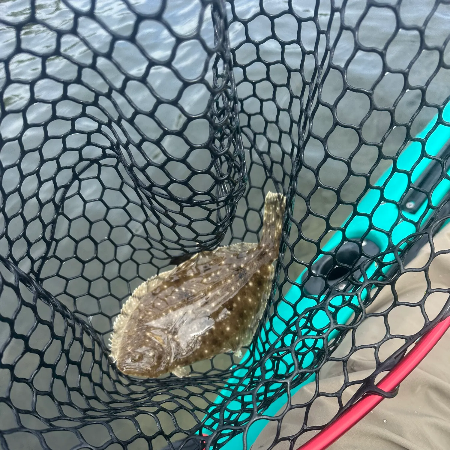 The most recent Gulf flounder catches on Fishbrain