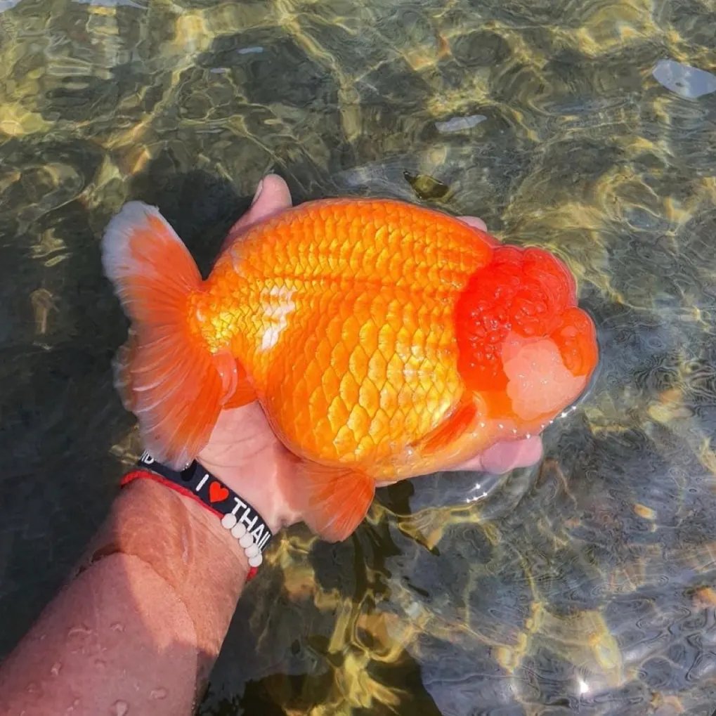 Goldfish caught on Fishbrain
