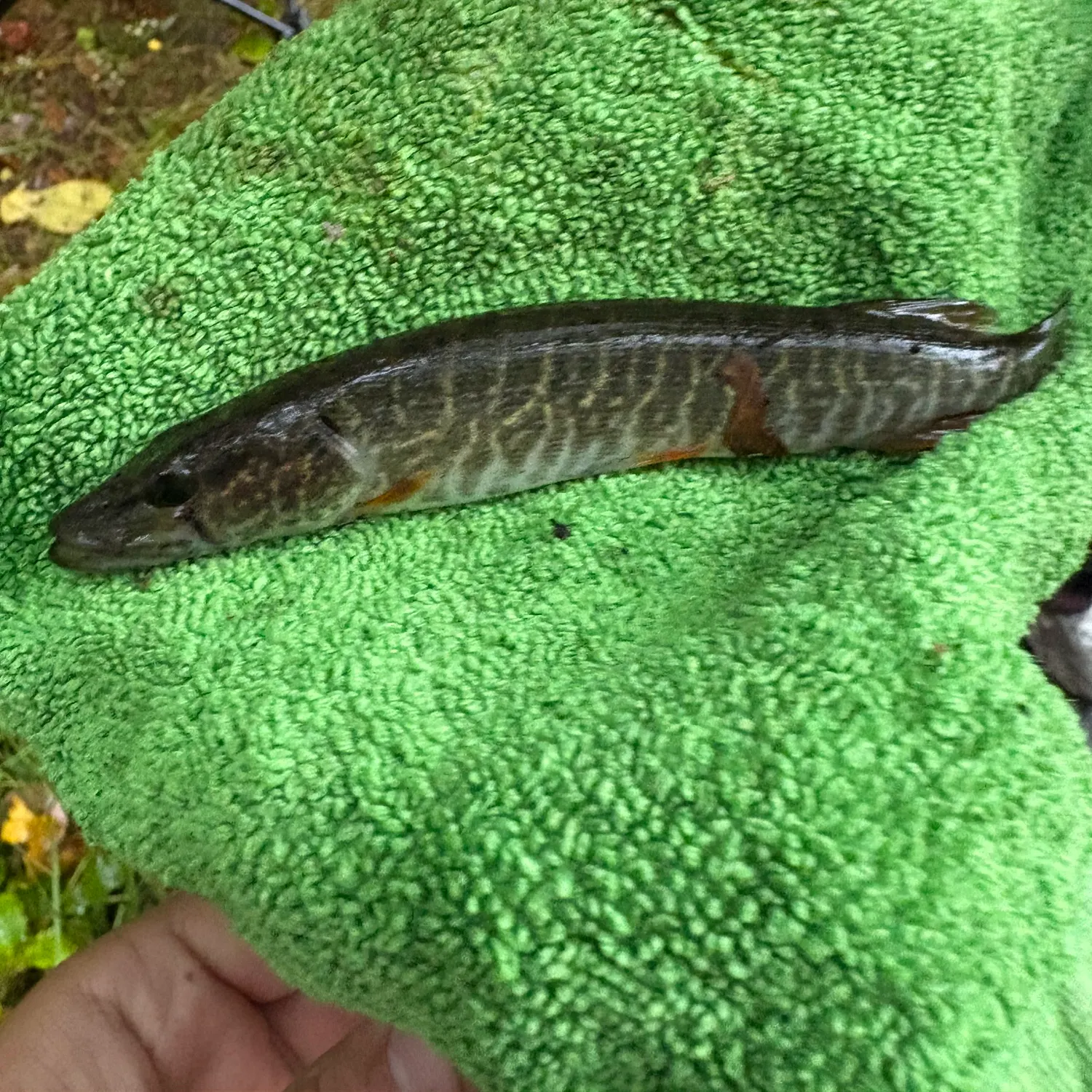 The most recent Redfin pickerel catches on Fishbrain