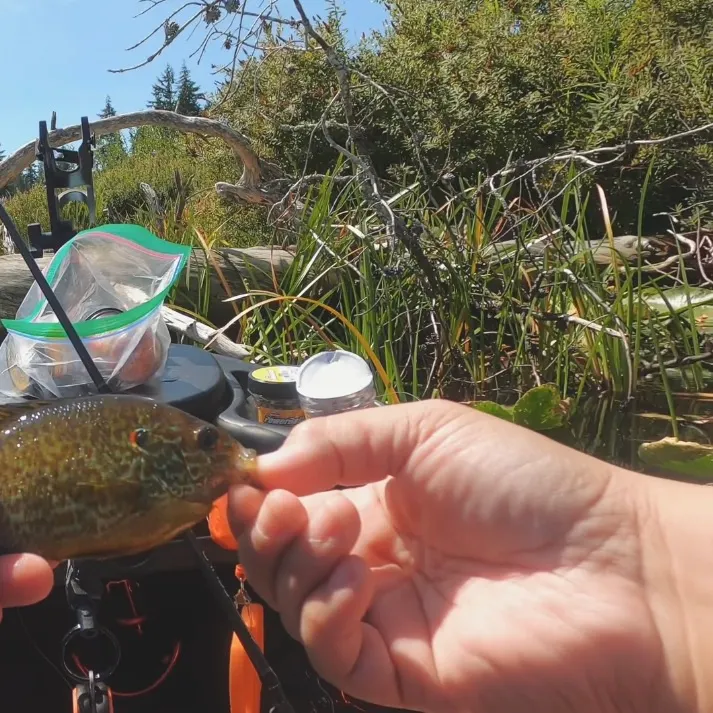Pumpkinseed caught on Fishbrain