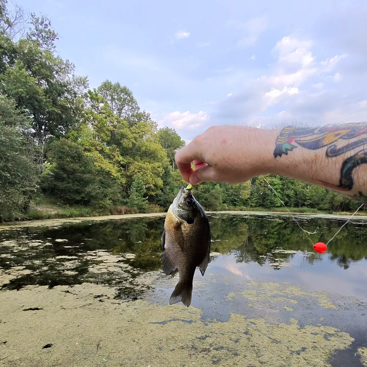 Bluegill caught on Fishbrain