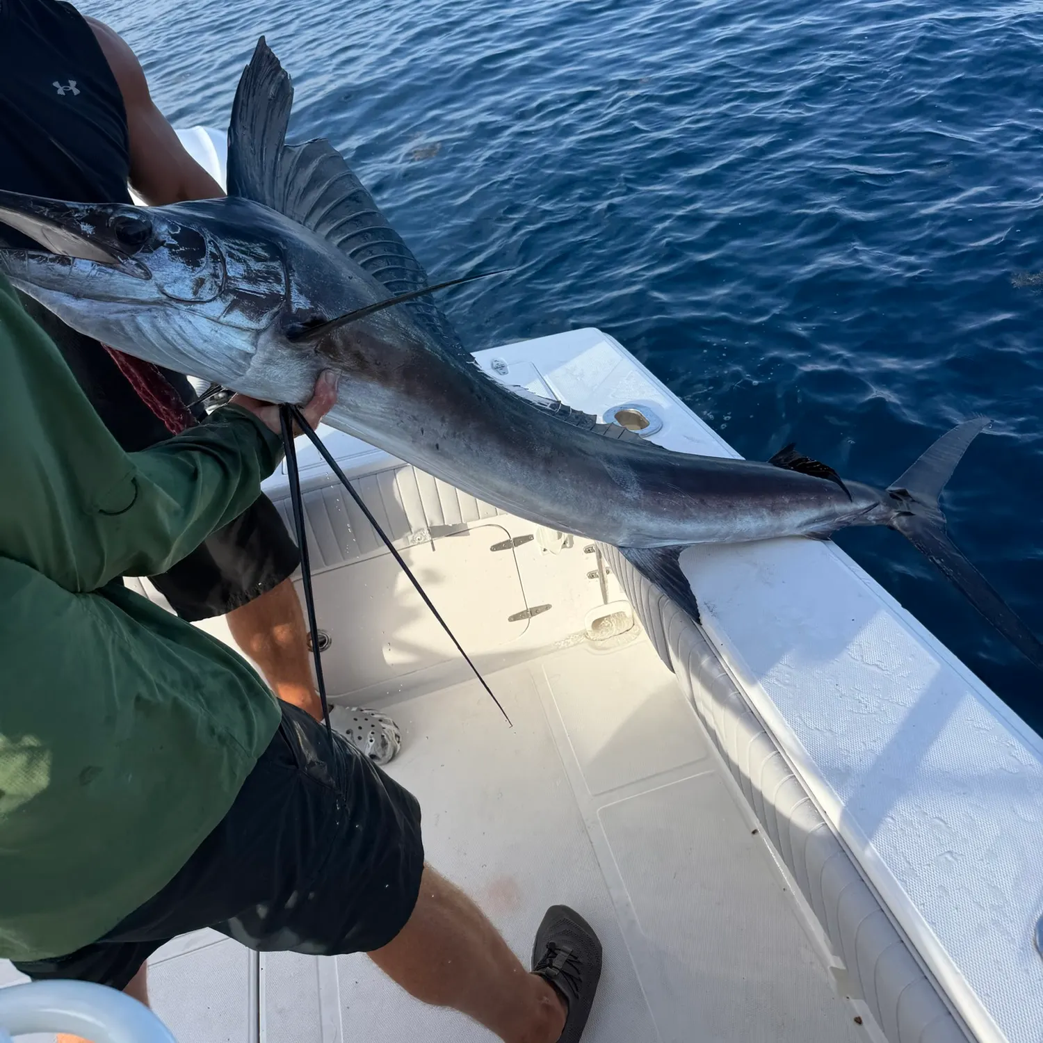The most recent Atlantic sailfish catches on Fishbrain