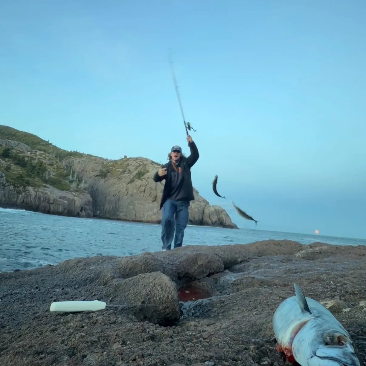 Atlantic mackerel caught on Fishbrain
