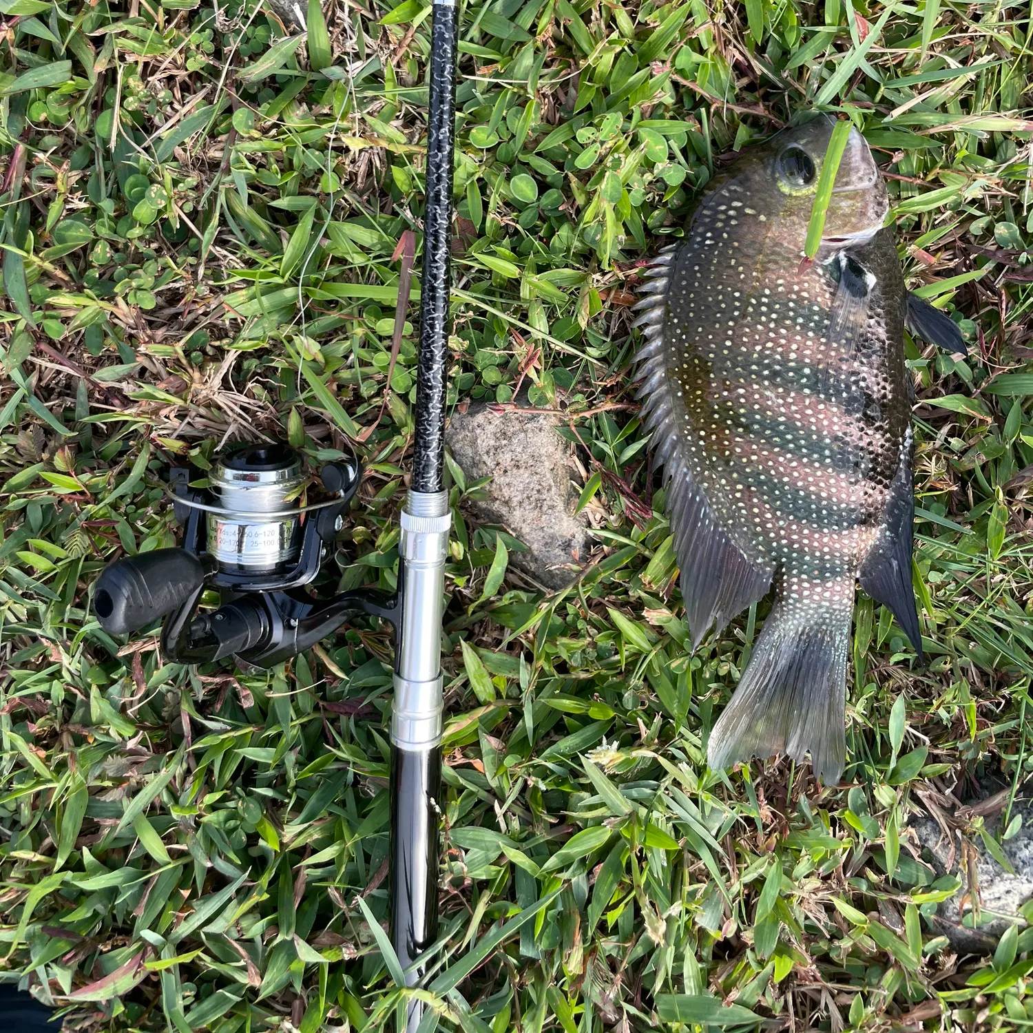 The most recent Pearlspot catches on Fishbrain
