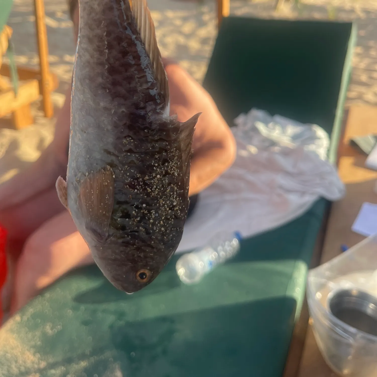 The most recent Ember parrotfish catches on Fishbrain