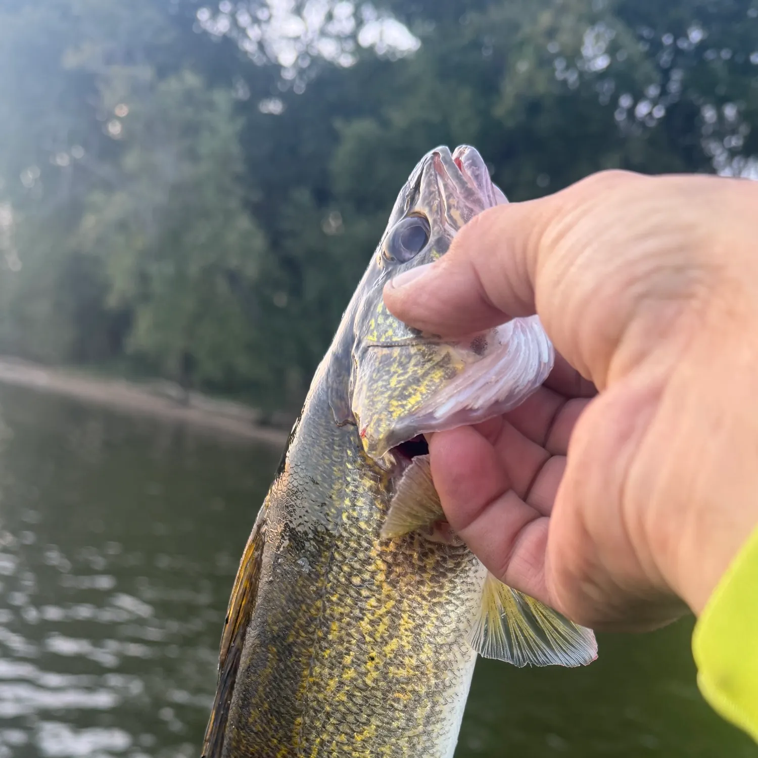 The most recent Walleye catches on Fishbrain