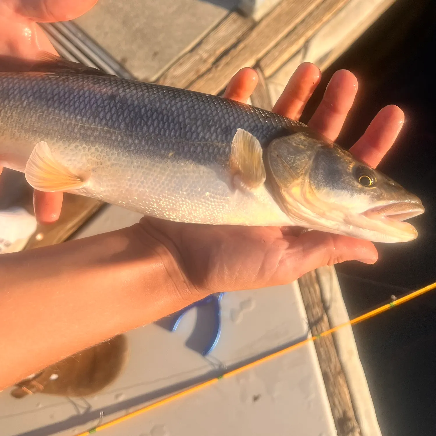 The most recent Northern pikeminnow catches on Fishbrain