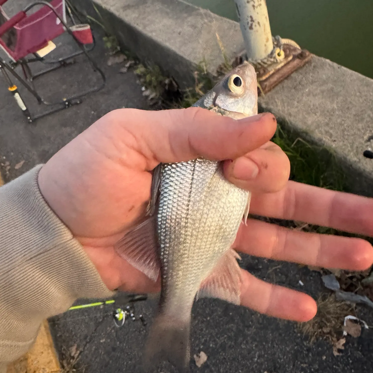 White perch caught on Fishbrain