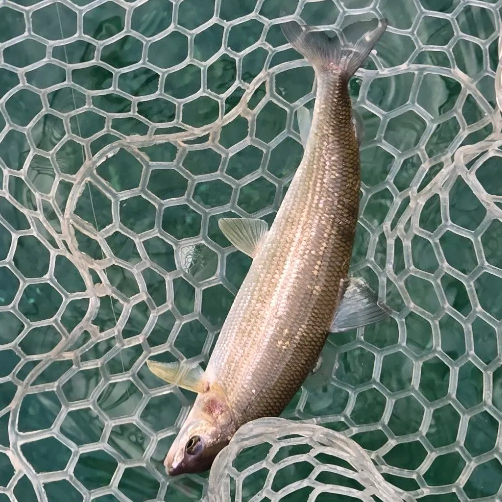 Mountain whitefish caught on Fishbrain