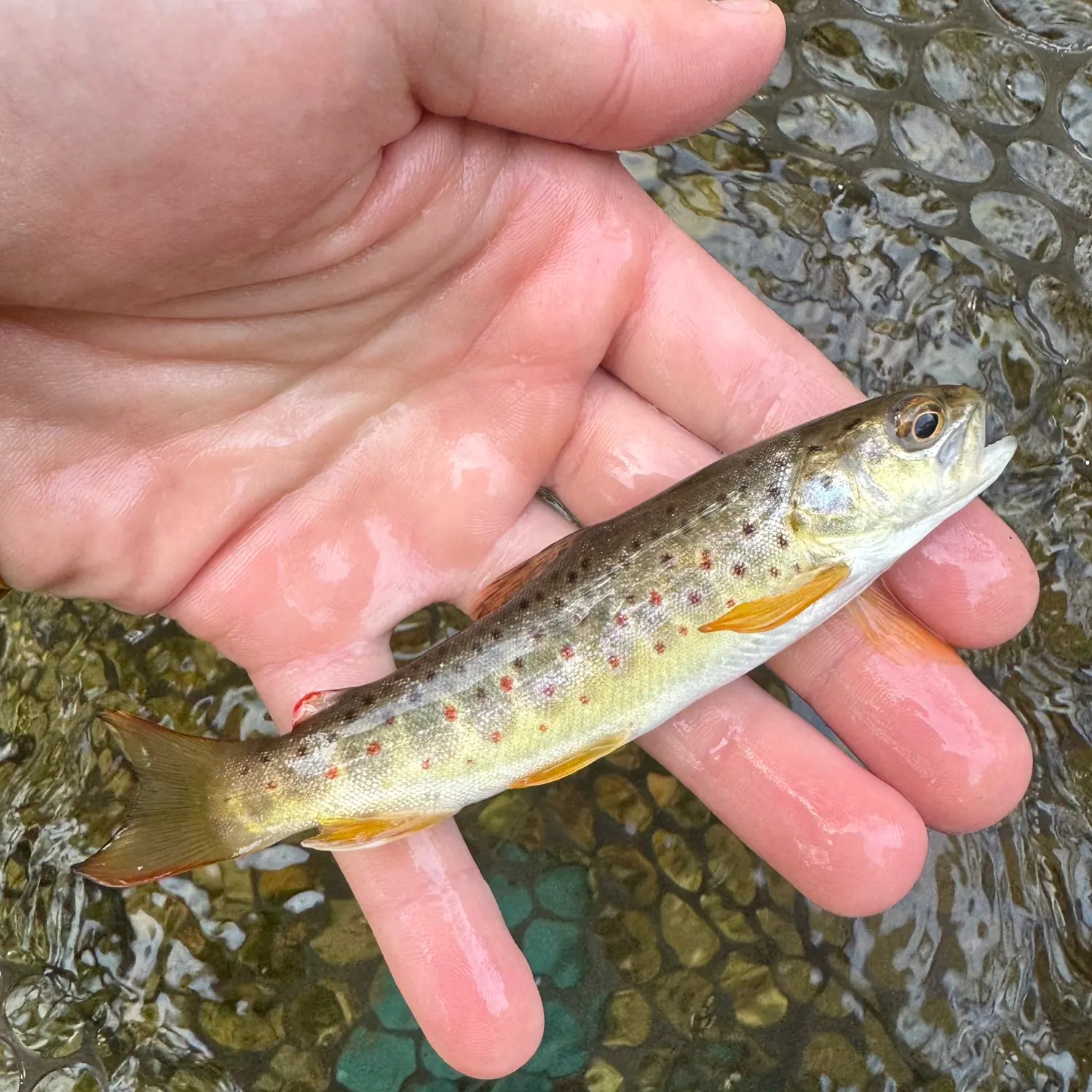 Brown trout caught on Fishbrain