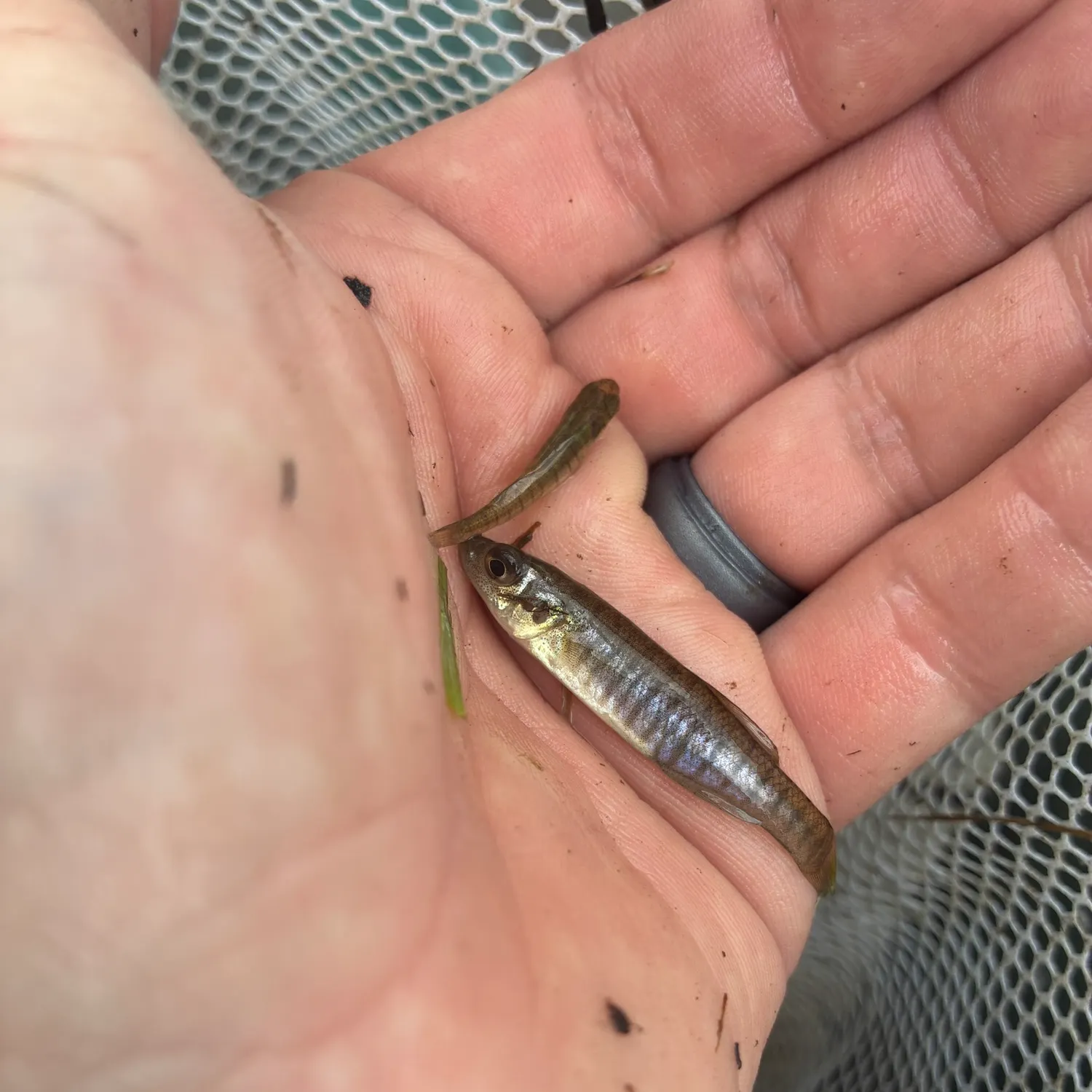 Banded killifish caught on Fishbrain