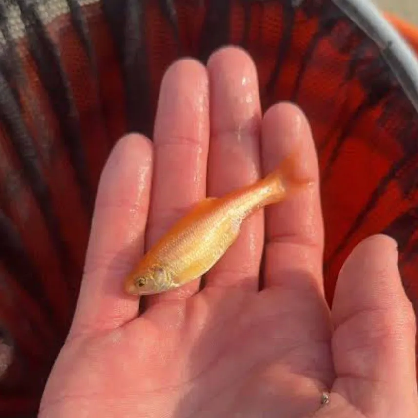 The most recent Golden topminnow catches on Fishbrain