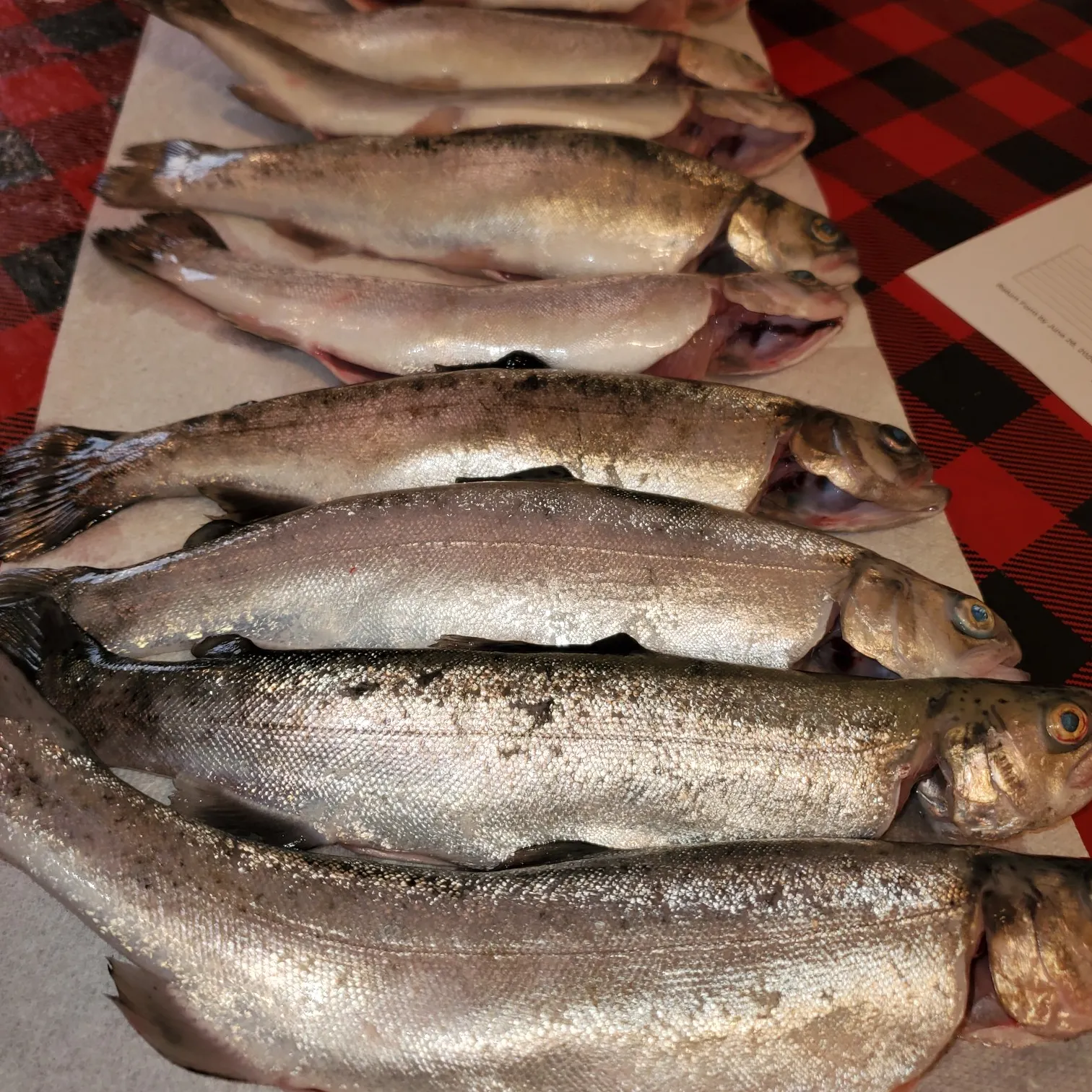 recently logged catches