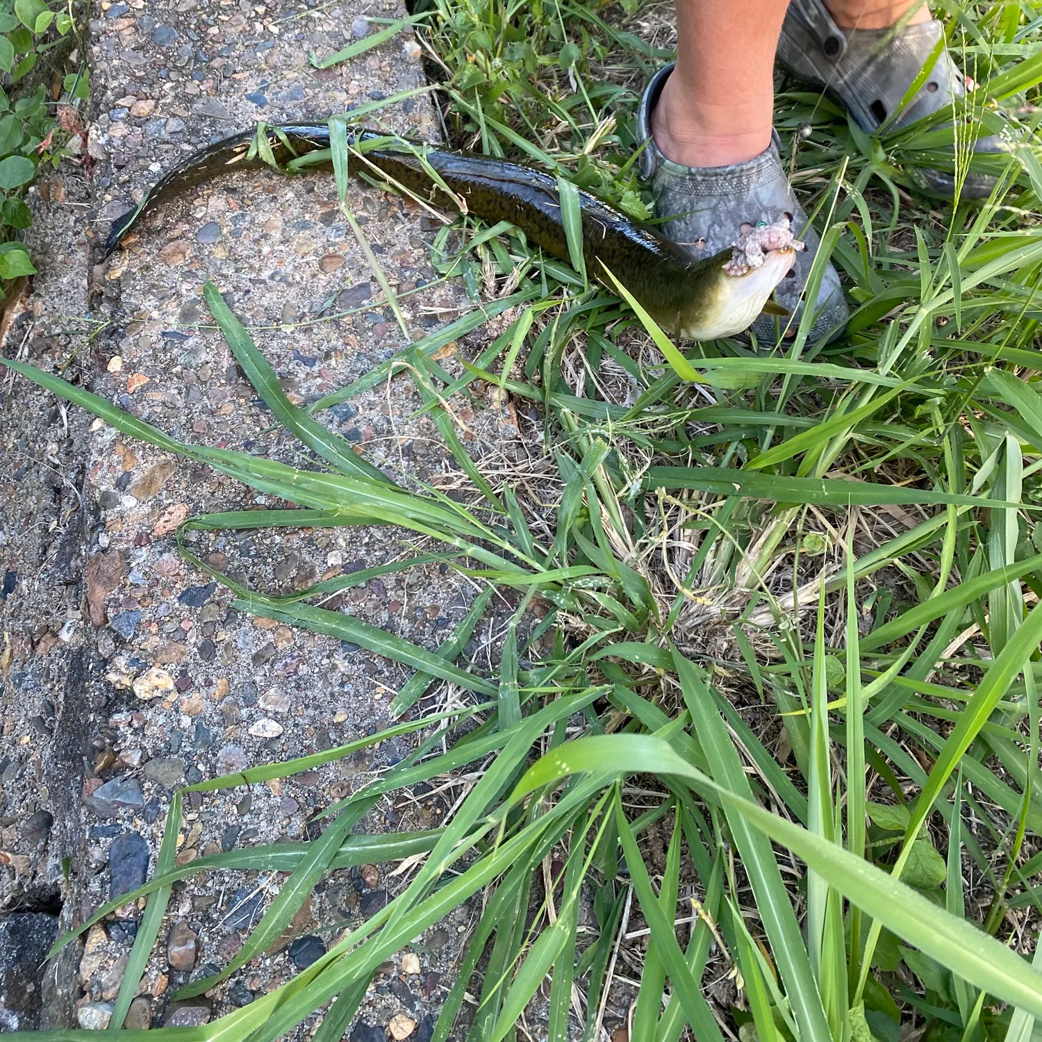 The most recent American eel catches on Fishbrain