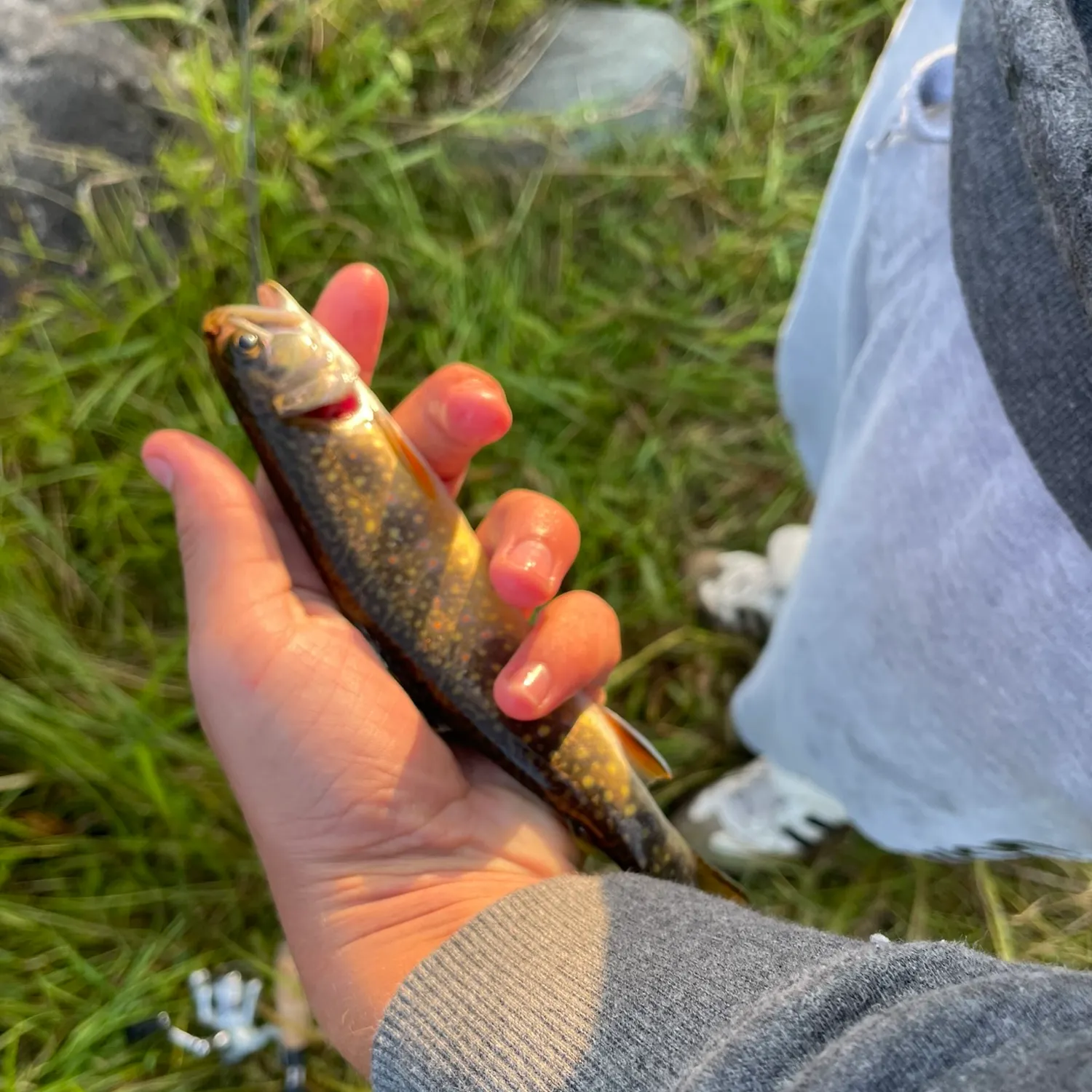Brook trout caught on Fishbrain