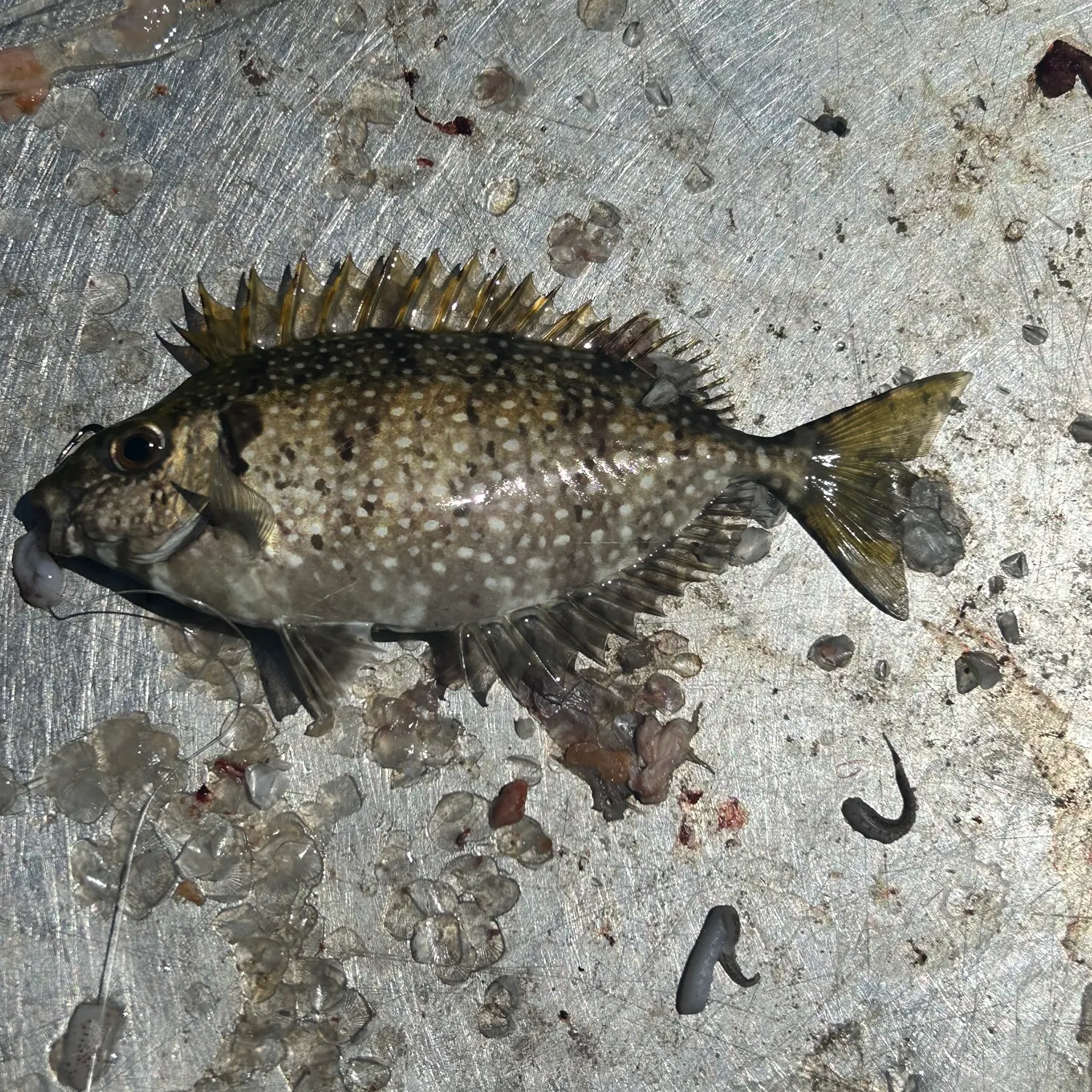 The most popular recent Mottled spinefoot catch on Fishbrain