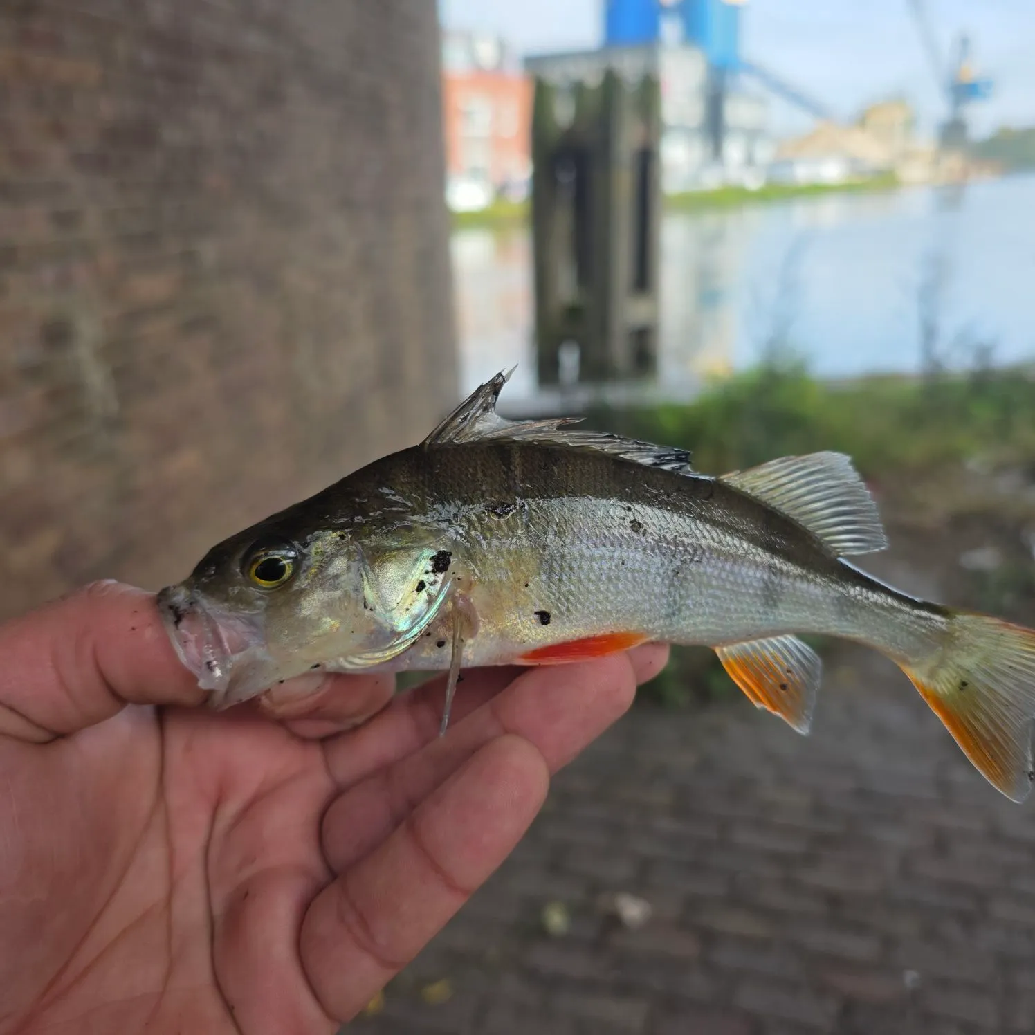 European perch caught on Fishbrain
