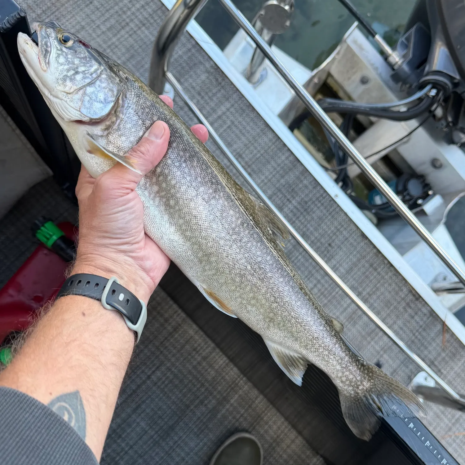 Lake char caught on Fishbrain
