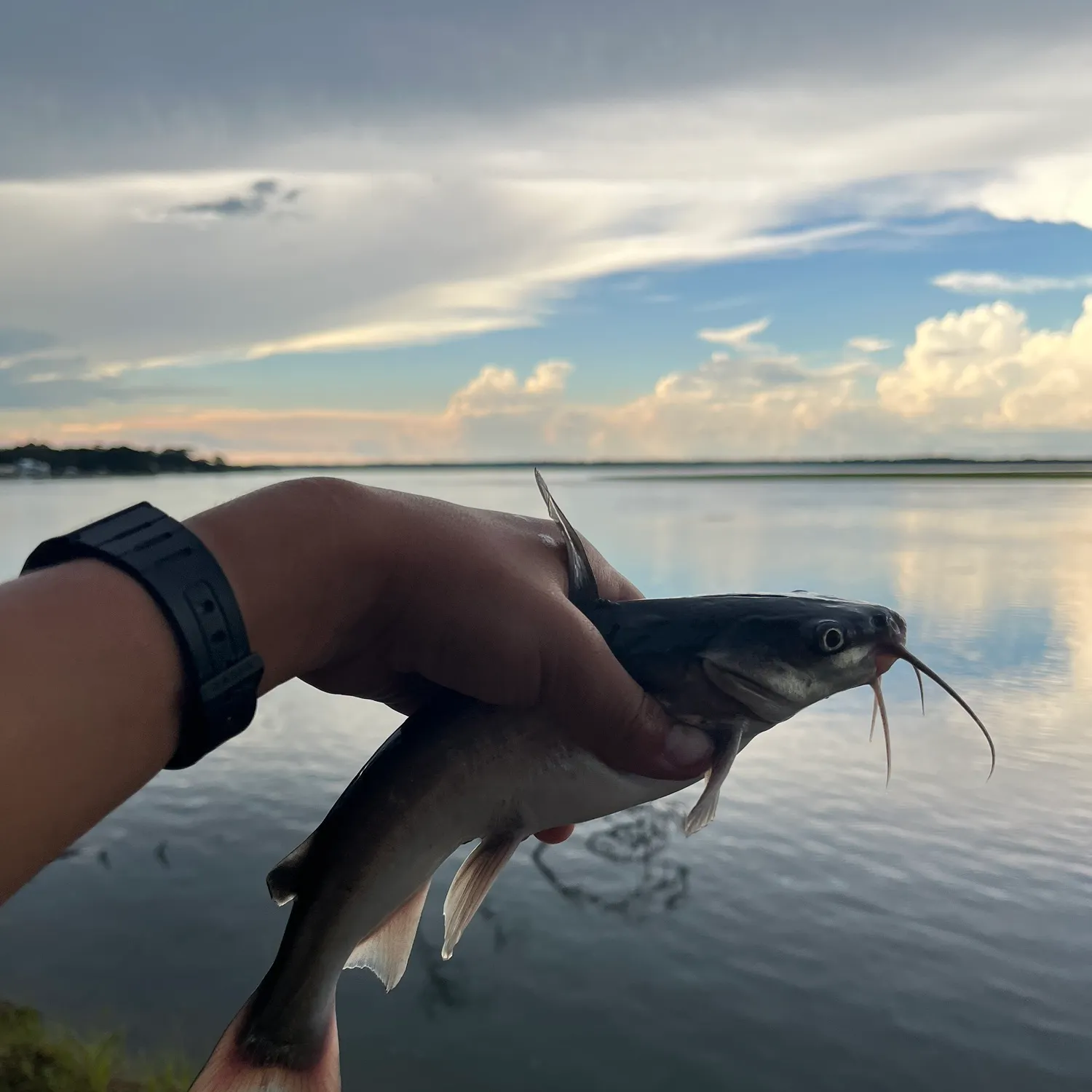 Hardhead sea catfish caught on Fishbrain
