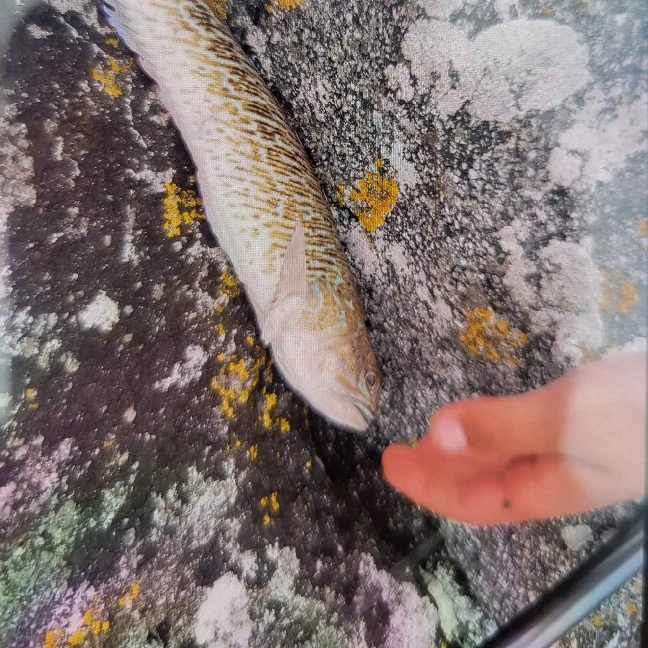 The most recent Greater weever catches on Fishbrain