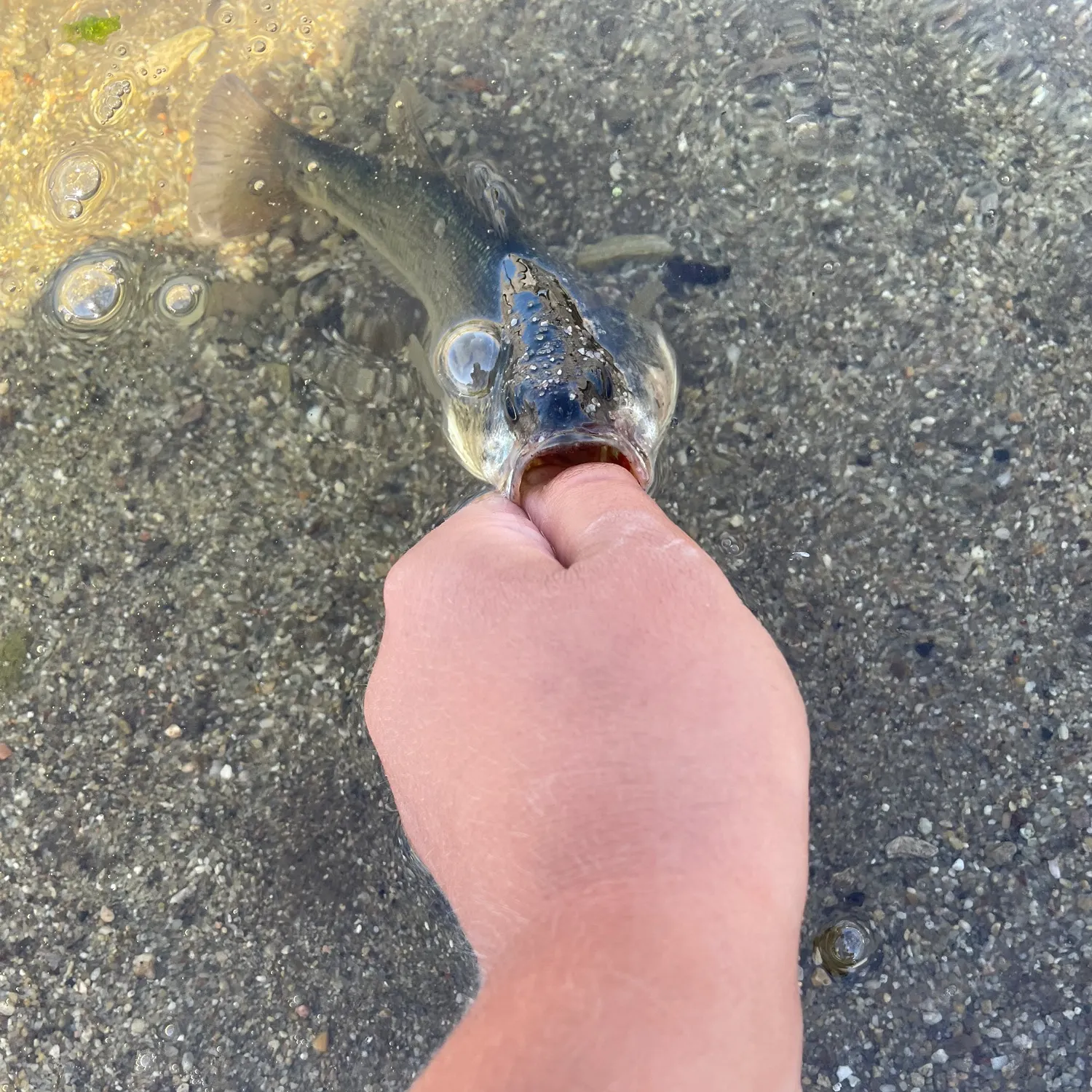 most liked catch image