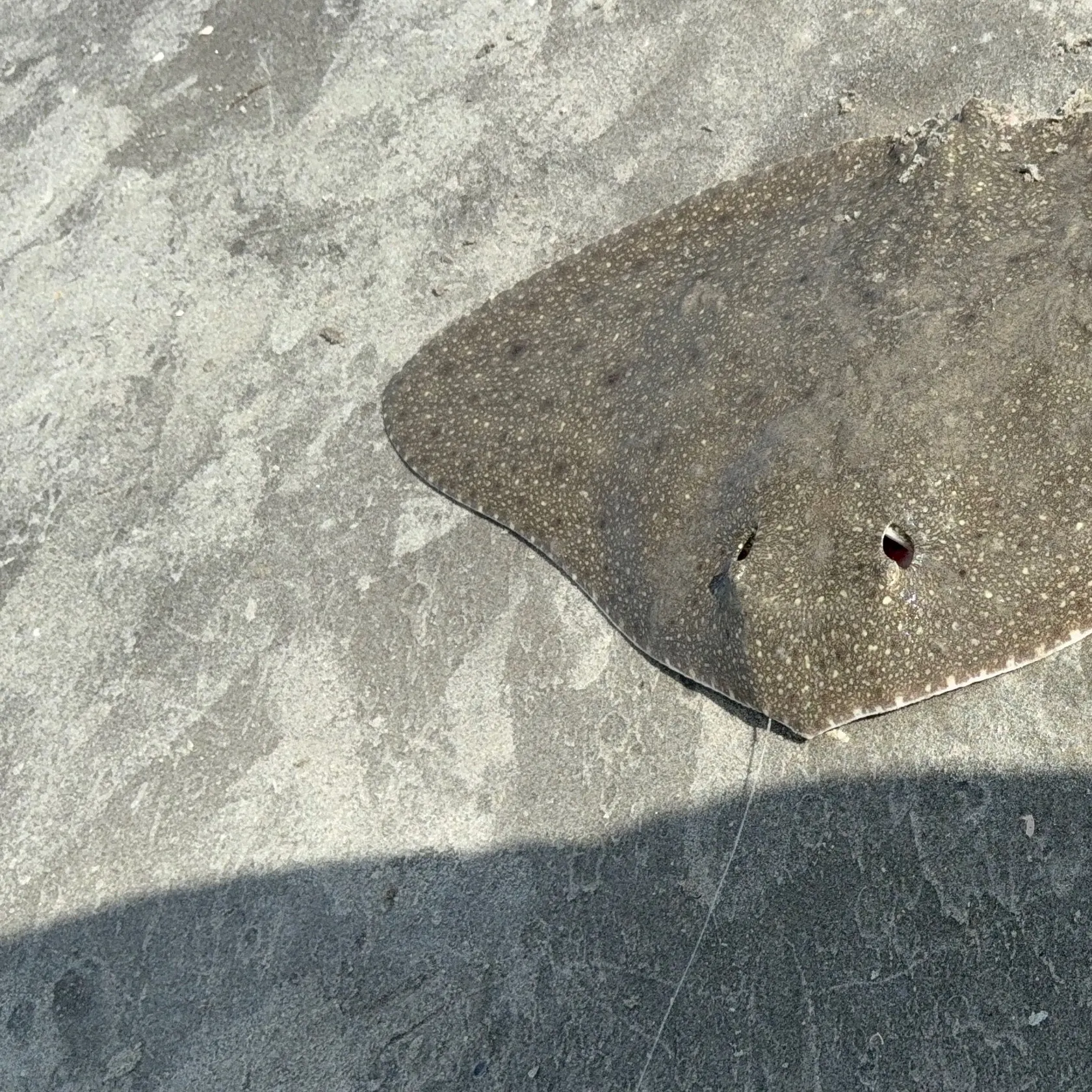 The most recent Lessa’s butterfly ray catches on Fishbrain