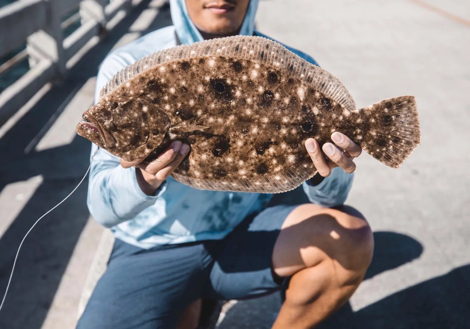 Summer flounder