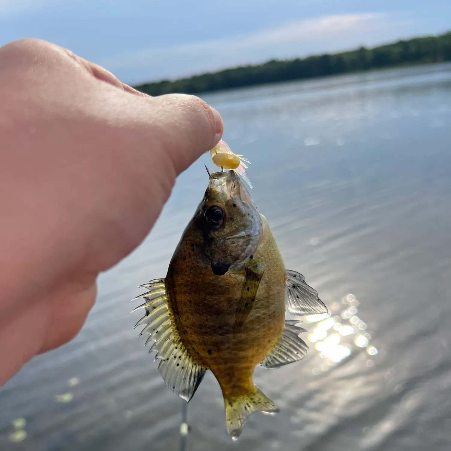 Bluegill caught on Fishbrain