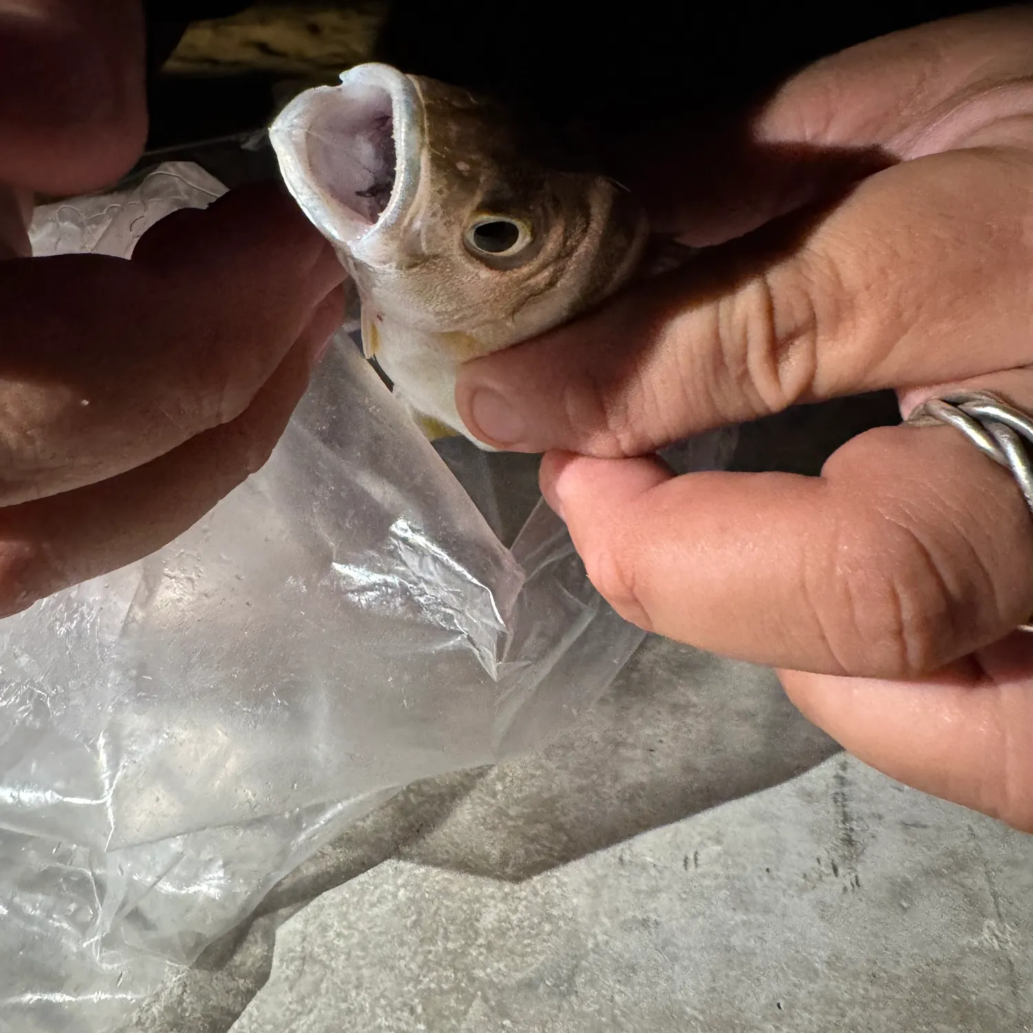 The most recent Jarbua terapon catches on Fishbrain