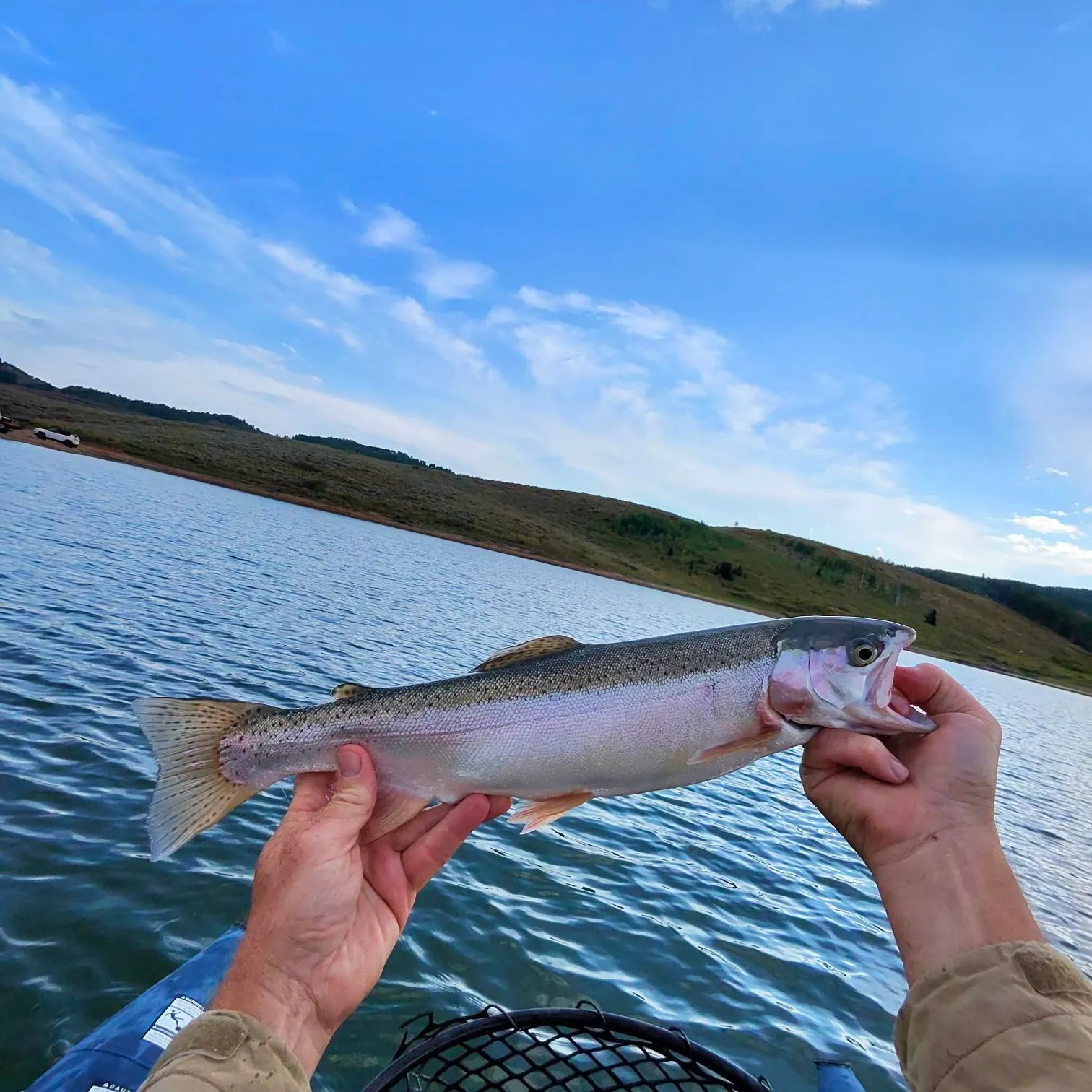 The most recent Yellowstone cutthroat trout catches on Fishbrain