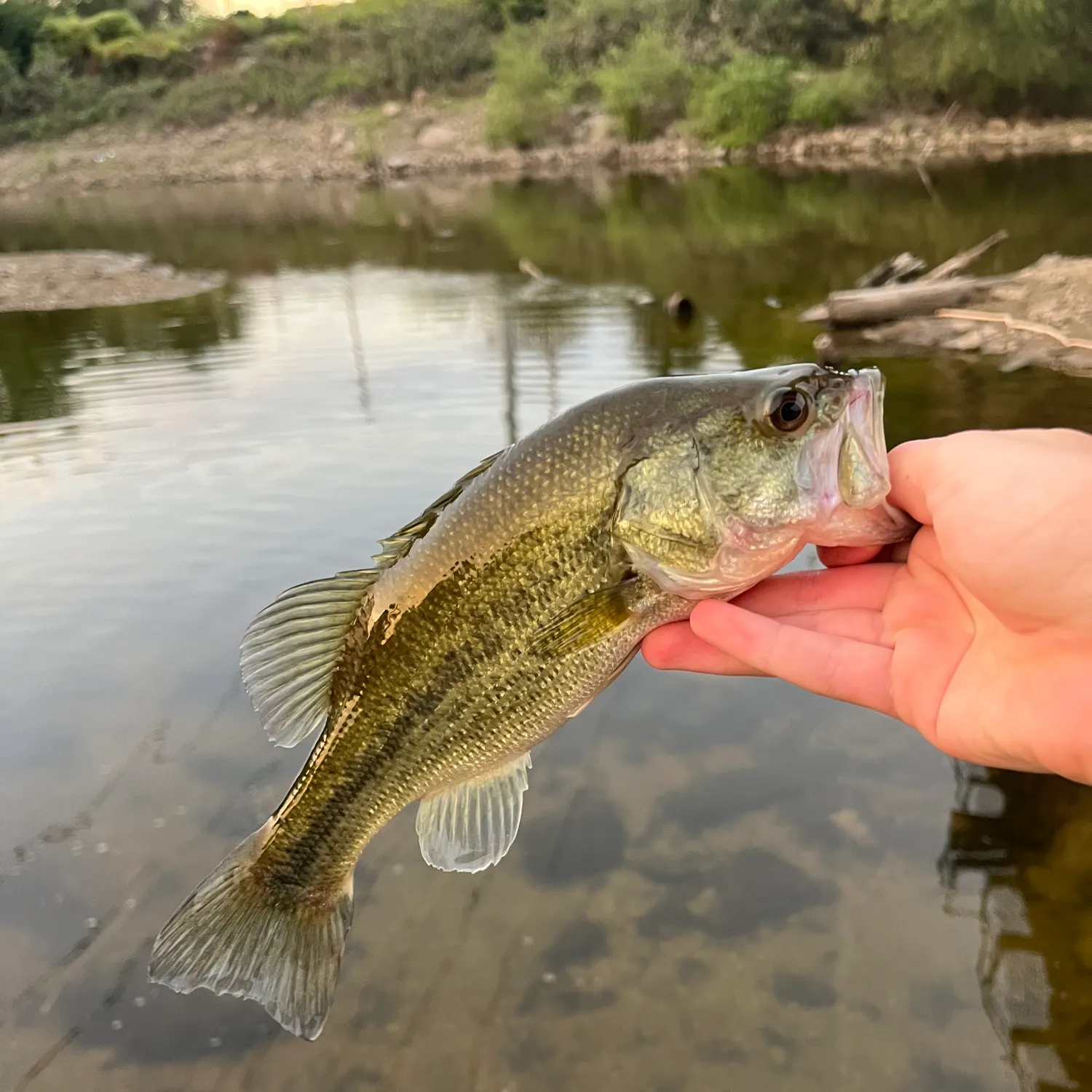 Largemouth bass caught on Fishbrain