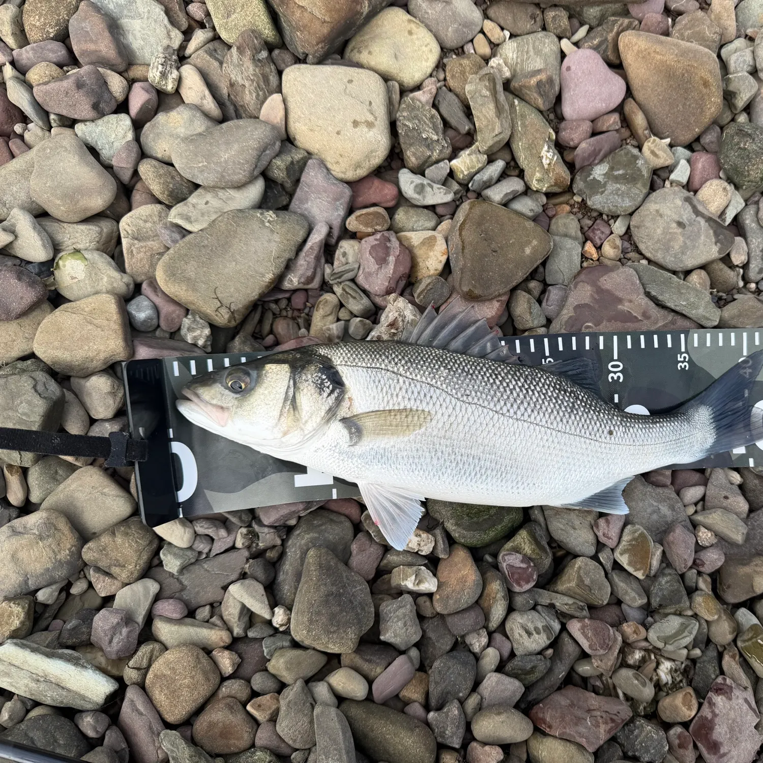 European seabass caught on Fishbrain
