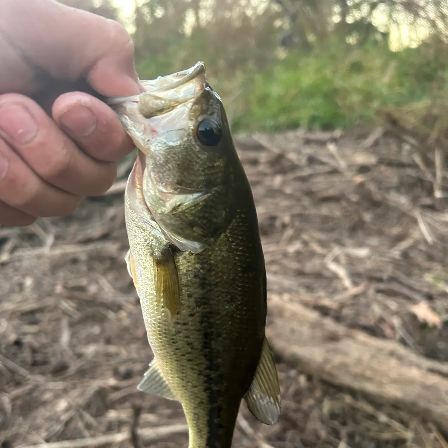 Fish caught on Fishbrain